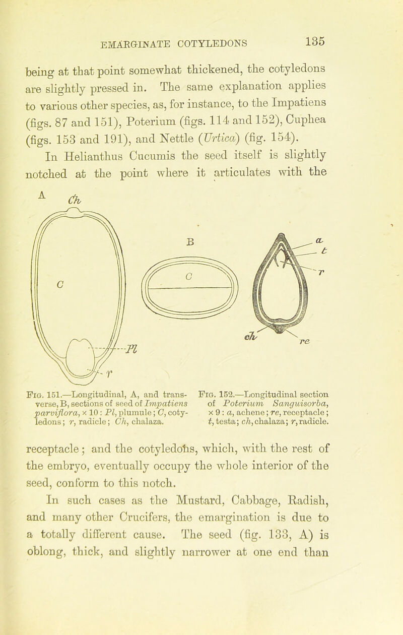 emaeg-inate cotyledons being at that point somewhat thickened, the cotyledons are slightly pressed in. The same explanation applies to various other species, as, for instance, to the Impatiens (figs. 87 and 151), Poterium (figs. 114 and 152), Cupliea (figs. 153 and 191), and Nettle (Urticci) (fig. 154). In Helianthus Cucumis the seed itself is slightly notched at the point where it articulates with the Fig. 151.—Longitudinal, A, and trans- Fig. 152.—Longitudinal section verse, B, sections of seed of Impatiens of Poterium Sanguisorba, parviflora, x 10 : PI, plumule; O, coty- x 9: a, achene; re, receptacle; ledons; r, radicle; Ch, chalaza. t, testa; c7i,chalaza; r,radicle. receptacle ; and the cotyledohs, which, with the rest of the embryo, eventually occupy the whole interior of the seed, conform to this notch. In such cases as the Mustard, Cabbage, Radish, and many other Crucifers, the emargination is due to a totally different cause. The seed (fig. 133, A) is oblong, thick, and slightly narrower at one end than t