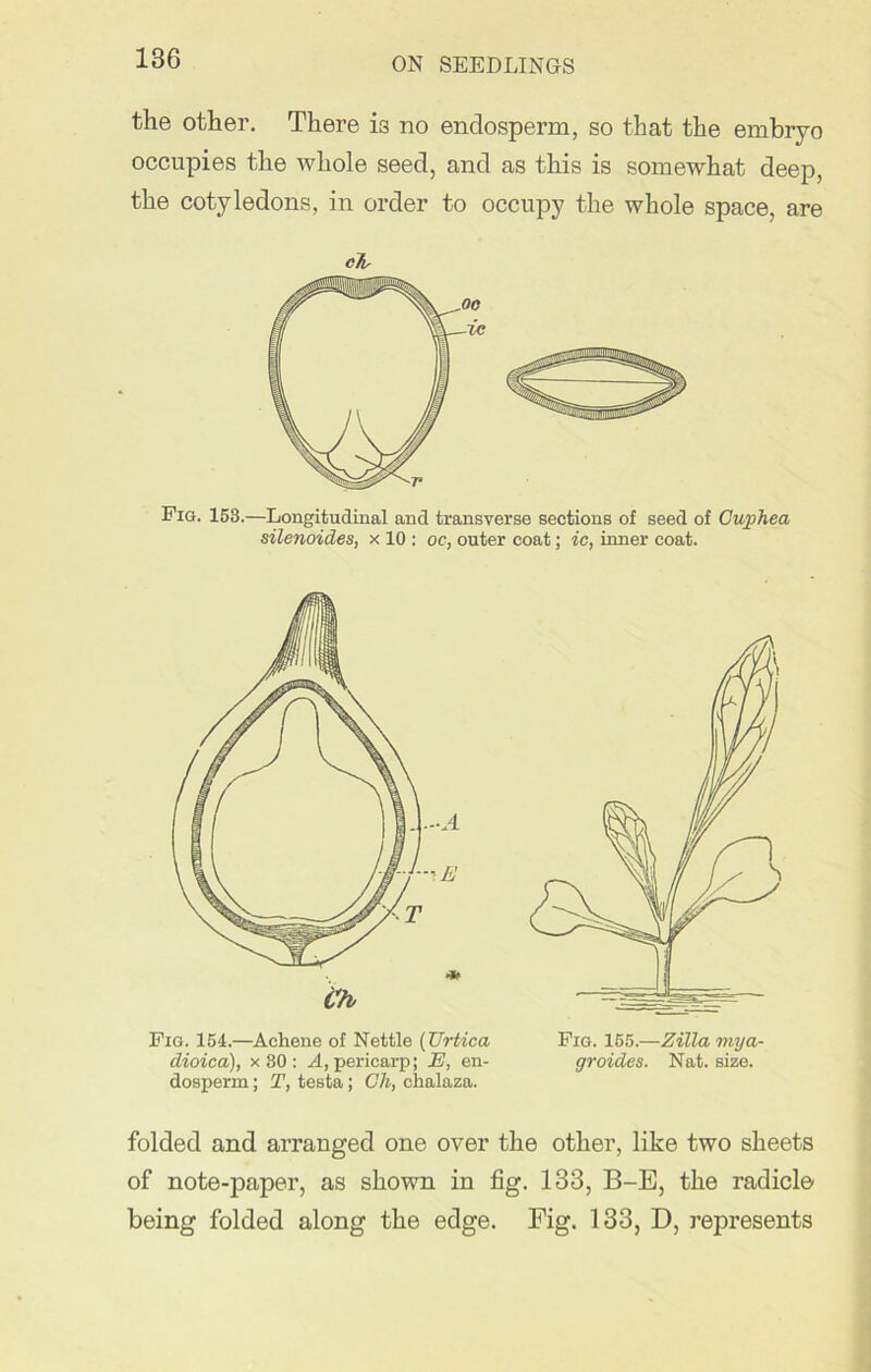 the other. There is no endosperm, so that the embryo occupies the whole seed, and as this is somewhat deep, the cotyledons, in order to occupy the whole space, are clu Pig. 153.—Longitudinal and transverse sections of seed of Cuphea silenoides, x 10 : oc, outer coat; ic, inner coat. Pig. 154.—Aehene of Nettle (TJrtica Pig. 155.—Zilla mya- dioica), x 80 : A, pericarp; E, en- groides. Nat. size, dosperm; T, testa; Ch, chalaza. folded and arranged one over the other, like two sheets of note-paper, as shown in fig. 133, B-E, the radicle being folded along the edge. Fig. 133, D, represents