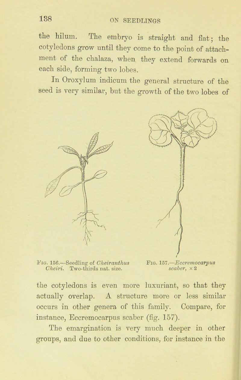 the hilum. The embryo is straight and flat; the cotyledons grow until they come to the point of attach- ment of the chalaza, when they extend forwards on each side, forming two lobes. In Oroxylum indicum the general structure of the seed is very similar, but the growth of the two lobes of Fig. 156.—Seedling of Cheiranthus Cheiri. Two-thirds nat. size. Fig. 157.—Eccremocarpus scaber, x 2 the cotyledons is even more luxuriant, so that they actually overlap. A structure more or less similar occurs in other genera of this family. Compare, for instance, Eccremocarpus scaber (fig. 157). The emargination is very much deeper in other groups, and due to other conditions, for instance in the