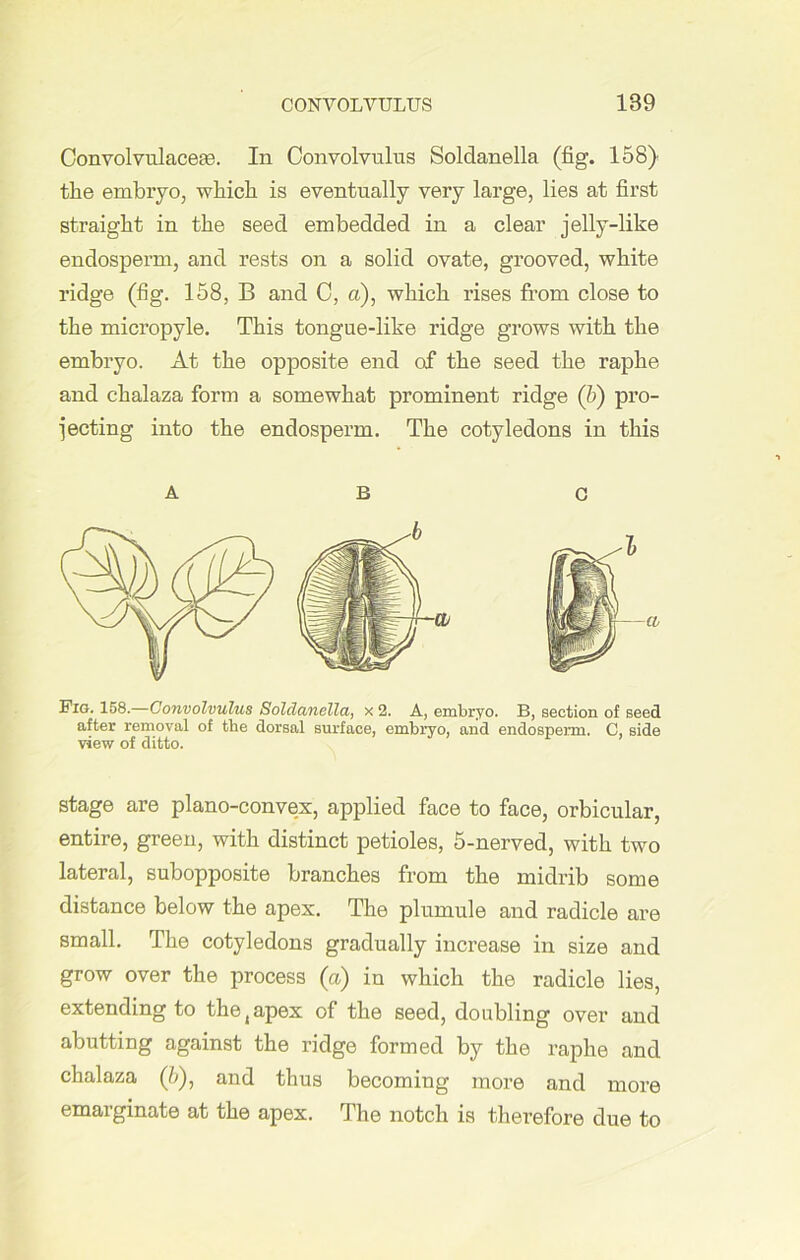 Convolvulaceas. In Convolvulus Soldanella (fig. 158) the embryo, which is eventually very large, lies at first straight in the seed embedded in a clear jelly-like endosperm, and rests on a solid ovate, grooved, white ridge (fig. 158, B and C, a), which rises from close to the micropyle. This tongue-like ridge grows with the embryo. At the opposite end of the seed the raphe and chalaza form a somewhat prominent ridge (b) pro- jecting into the endosperm. The cotyledons in this A B C nella, x 2. A, embryo. B, section of seed after removal of the dorsal surface, embryo, and endosperm. C, side view of ditto. stage are plano-convex, applied face to face, orbicular, entire, green, with distinct petioles, 5-nerved, with two lateral, subopposite branches from the midrib some distance below the apex. The plumule and radicle are small. The cotyledons gradually increase in size and grow over the process (a) in which the radicle lies, extending to the (apex of the seed, doubling over and abutting against the ridge formed by the raphe and chalaza (5), and thus becoming more and more emarginate at the apex. The notch is therefore due to