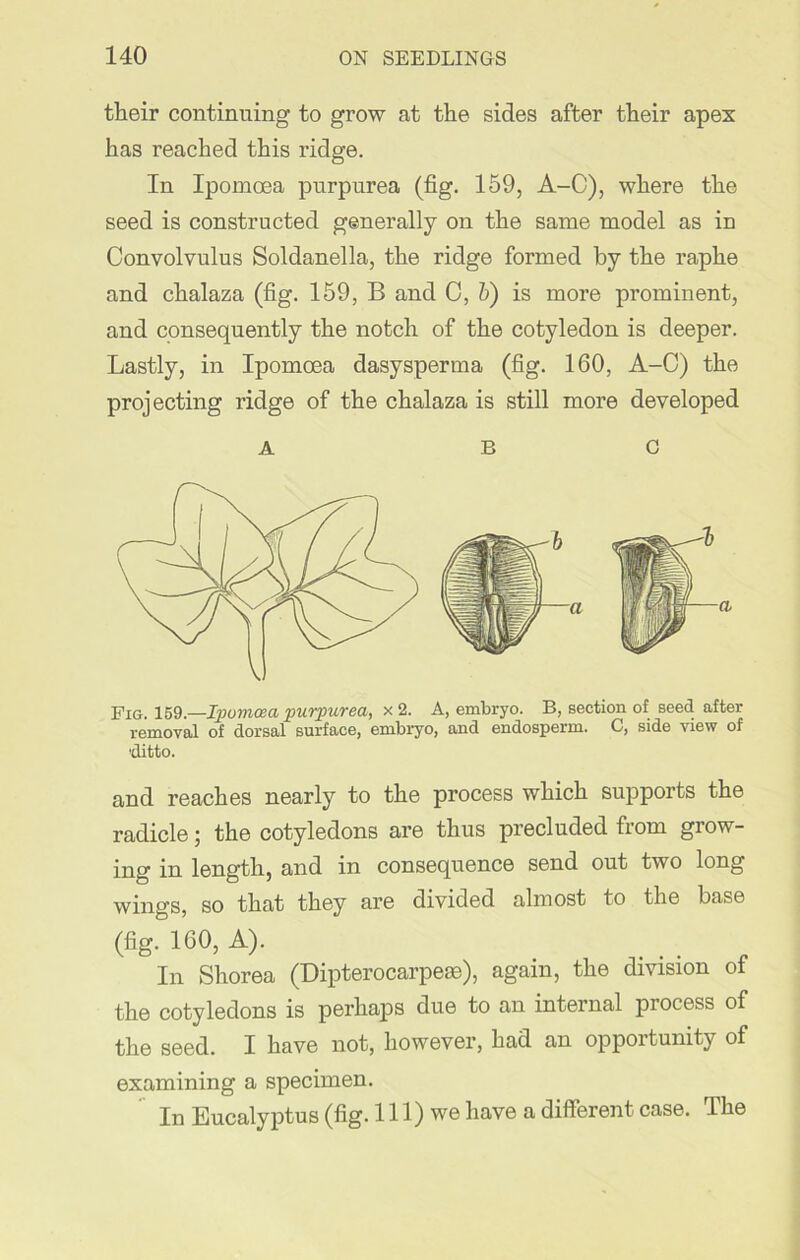 their continuing to grow at the sides after their apex has reached this ridge. In Ipomoea purpurea (fig. 159, A-C), where the seed is constructed generally on the same model as in Convolvulus Soldanella, the ridge formed by the raphe and chalaza (fig. 159, B and C, b) is more prominent, and consequently the notch of the cotyledon is deeper. Lastly, in Ipomoea dasysperma (fig. 160, A-C) the projecting ridge of the chalaza is still more developed Fig. 159.—Ipomoea purpurea, x 2. A, embryo. B, section of seed after removal of dorsal surface, embryo, and endosperm. C, side view of ditto. and reaches nearly to the process which supports the radicle; the cotyledons are thus precluded from grow- ing in length, and in consequence send out two long wings, so that they are divided almost to the base (fig. 160, A). . . In Shorea (Dipterocarpeae), again, the division of the cotyledons is perhaps due to an internal process of the seed. I have not, however, had an opportunity of examining a specimen. In Eucalyptus (fig. 111) we have a different case. The