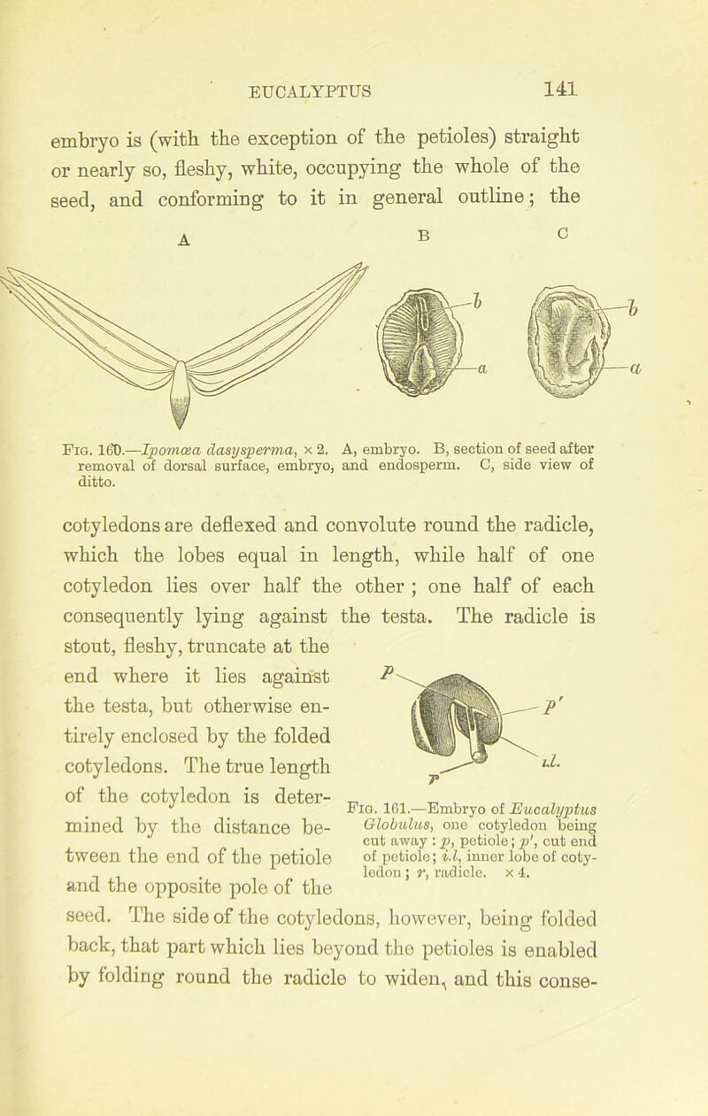 embryo is (with the exception, of the petioles) straight or nearly so, fleshy, white, occupying the whole of the seed, and conforming to it in general outline; the a b c Fig. 16'0.—Ipomcea dasysperma, x 2. A, embryo. B, section of seed after removal of dorsal surface, embryo, and endosperm. C, side view of ditto. cotyledons are deflexed and convolute round the radicle, which the lobes equal in length, while half of one cotyledon lies over half the other ; one half of each consequently lying against the testa. The radicle is stout, fleshy, truncate at the end where it lies against the testa, but otherwise en- tirely enclosed by the folded cotyledons. The true length of the cotyledon is deter- mined by the distance be- tween the end of the petiole and the opposite pole of the seed. The side of the cotyledons, however, being folded back, that part which lies beyond the petioles is enabled by folding round the radicle to widely and this conse- i.L Fig. 1G1.—Embryo of Eucalyptus Globulus, one cotyledon being cut away : p, petiole; p', cut end of petiole; i.l, inner lobe of coty- ledon ; r, radicle, x 4.