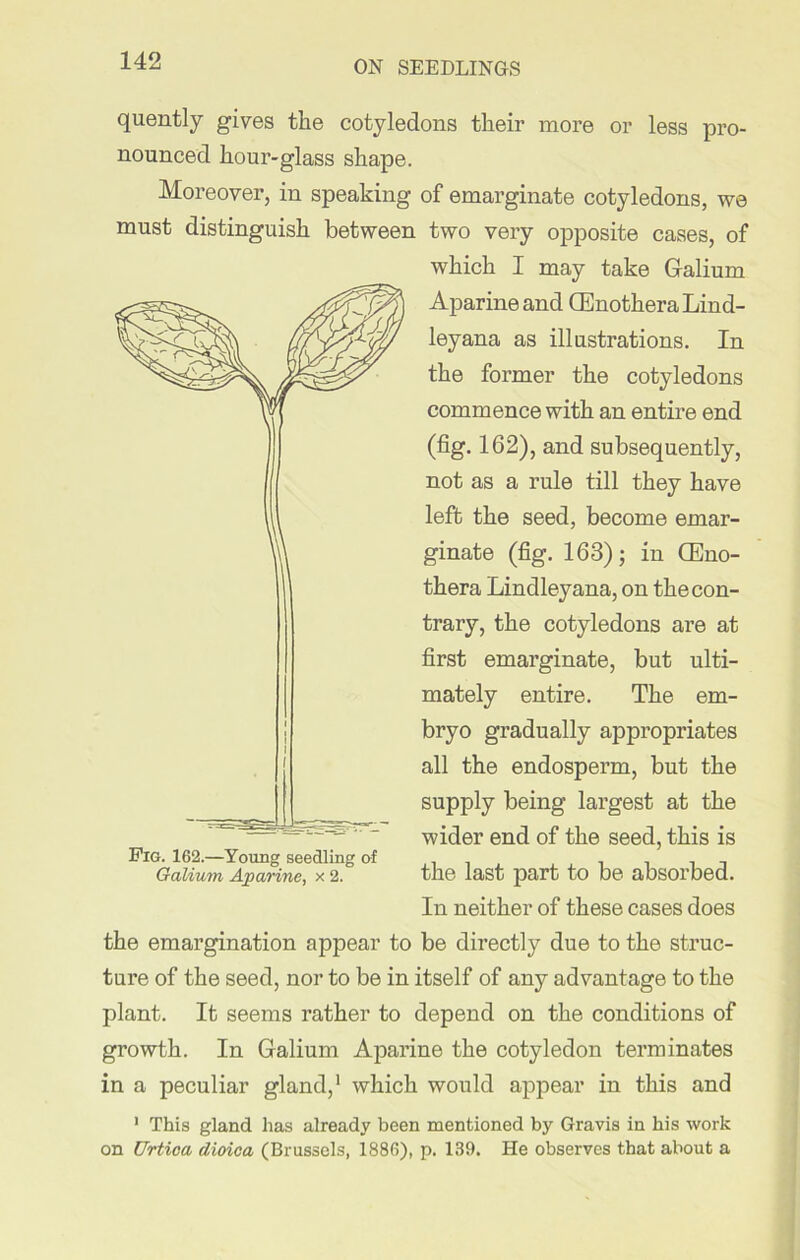 quently gives the cotyledons their more or less pro- nounced hour-glass shape. Moreover, in speaking of emarginate cotyledons, we must distinguish between two very opposite cases, of which I may take Galium Aparine and CEnothera Lind- leyana as illustrations. In the former the cotyledons commence with an entire end (fig. 162), and subsequently, not as a rule till they have left the seed, become emar- ginate (fig. 163); in CEno- thera Lindleyana, on the con- trary, the cotyledons are at first emarginate, but ulti- mately entire. The em- bryo gradually appropriates all the endosperm, but the supply being largest at the wider end of the seed, this is the last part to be absorbed. In neither of these cases does the emargination appear to be directly due to the struc- ture of the seed, nor to be in itself of any advantage to the plant. It seems rather to depend on the conditions of growth. In Galium Aparine the cotyledon terminates in a peculiar gland,1 which would appear in this and 1 This gland has already been mentioned by Gravis in his work on Urtica dioica (Brussels, 1886), p. 139. He observes that about a