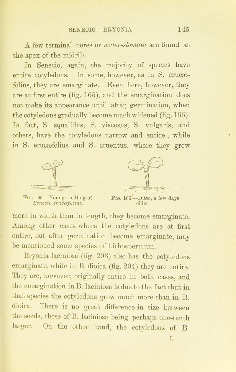 A few terminal pores or water-stomata are found at the apex of the midrib. In Senecio, again, the majority of species have entire cotyledons. In some, however, as in S. erucge- folius, they are emarginate. Even here, however, they are at first entire (fig. 165), and the emargination does not make its appearance until after germination, when the cotyledons gradually become much widened (fig. 166). In fact, S. squalidus, S. viscoses, S. vulgaris, and others, have the cotyledons narrow and entire ; while in S. erucasfolius and S. cruentus, where they grow Pig. 165.—Young seedling of Pig. 166.—Ditto, a few days Senecio eruccefolius. older. more in width than in length, they become emarginate. Among other cases where the cotyledons are at first entire, but after germination become emarginate, may be mentioned some species of Lithospermum. Bryonia laciniosa (fig. 203) also has the cotyledons emarginate, while in B. dioica (fig. 204) they are entire. They are, however, originally entire in both cases, and the emargination in B. laciniosa is due to the fact that in that species the cotyledons grow much more than in B. dioica. There is no great difference in size between the seeds, those of B. laciniosa being perhaps one-tenth larger. On the other hand, the cotyledons of B L