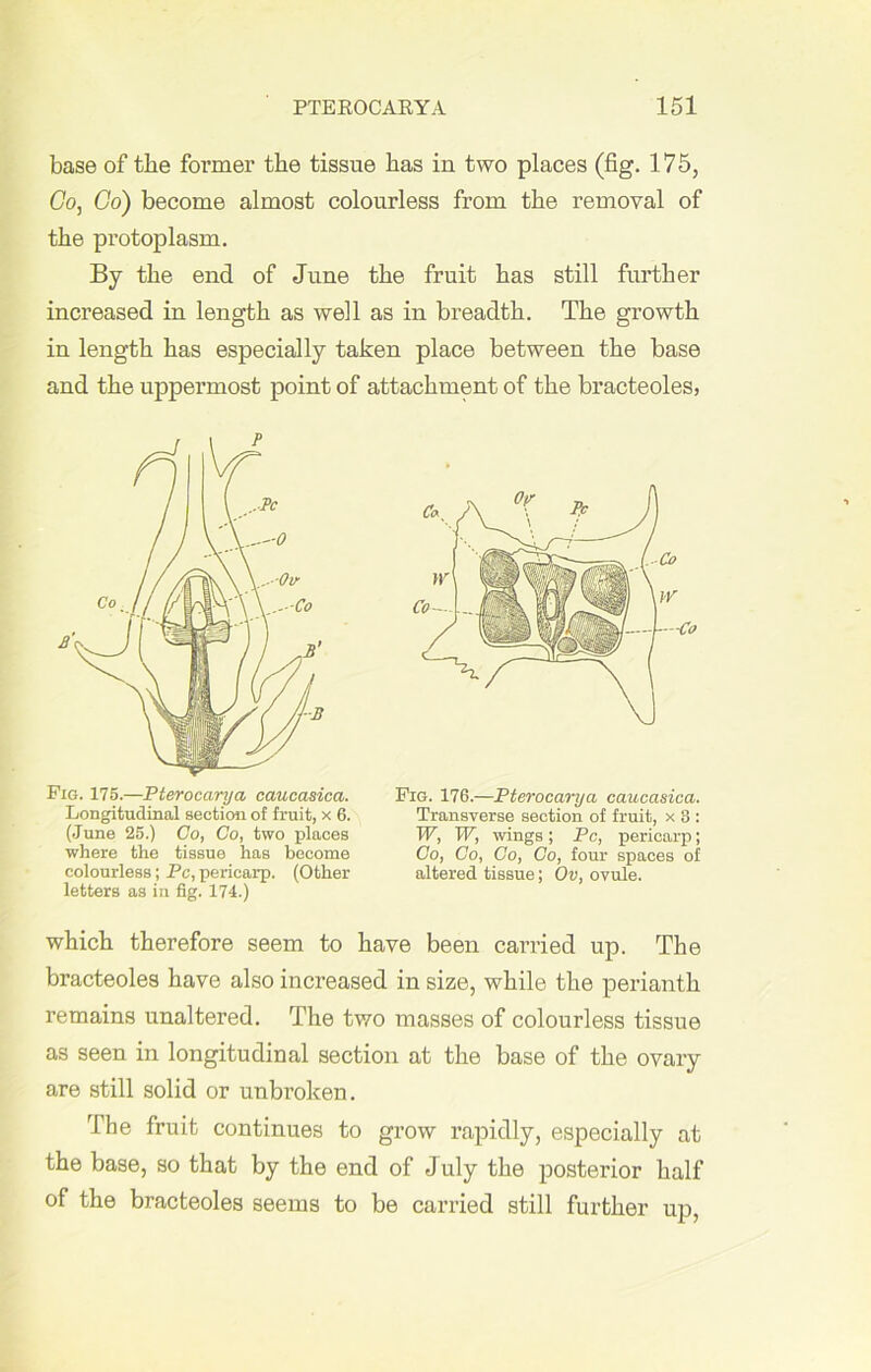 base of the foi’mer the tissue has in two places (fig. 175, Go, Co) become almost colourless from the removal of the protoplasm. By the end of June the fruit has still further increased in length as well as in breadth. The growth in length has especially taken place between the base and the uppermost point of attachment of the bracteoles, Fig. 175.—Pterocarya caucasica. Fig. 176.—Pterocarya cauccisica. letters as in fig. 174.) which therefore seem to have been carried up. The bracteoles have also increased in size, while the perianth remains unaltered. The two masses of colourless tissue as seen in longitudinal section at the base of the ovary are still solid or unbroken. The fruit continues to grow rapidly, especially at the base, so that by the end of July the posterior half of the bracteoles seems to be carried still further up, p Longitudinal section of fruit, x 6. (June 25.) Go, Co, two places where the tissue has become colourless; Pc, pericarp. (Other Transverse section of fruit, x 3 : W, W, wings ; Pc, pericarp; Co, Co, Co, Co, four spaces of altered tissue; Ov, ovule.