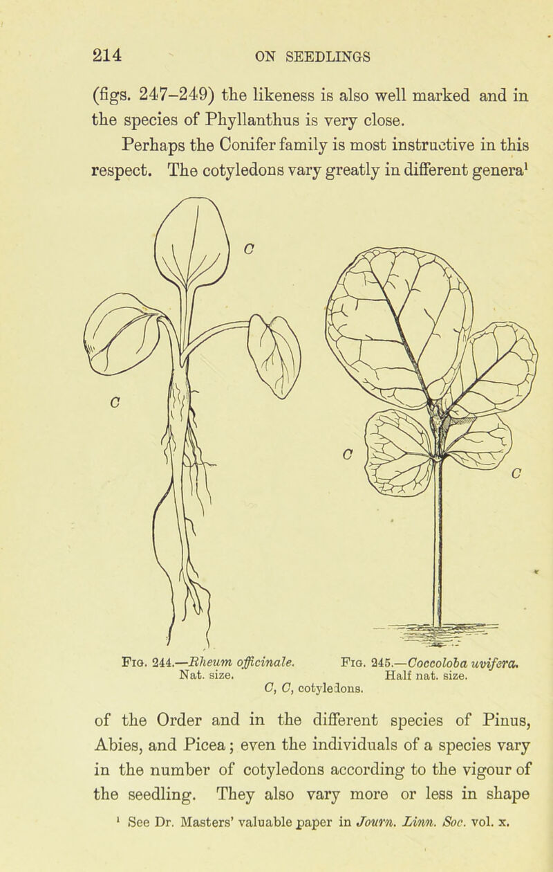 (figs. 247-249) the likeness is also well marked and in the species of Phyllanthus is very close. Perhaps the Conifer family is most instructive in this respect. The cotyledons vary greatly in different genera1 Fig. 244.—Rheum officinale. Nat. size. Fig. 245.—Coccoloba uvifera. Half nat. size. C, C, cotyledons. of the Order and in the different species of Pinus, Abies, and Picea; even the individuals of a species vary in the number of cotyledons according to the vigour of the seedling. They also vary more or less in shape * See Dr. Masters’ valuable paper in Journ. Linn. Soc. vol. x.