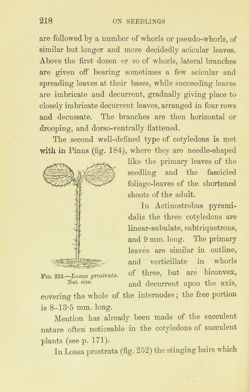are followed by a number of whorls or pseudo-whorls, of similar but longer and more decidedly acicular leaves. Above the first dozen or so of whorls, lateral branches are given off bearing sometimes a few acicular and spreading leaves at their bases, while succeeding leaves are imbricate and decurrent, gradually giving place to closely imbricate decurrent leaves, arranged in four rows and decussate. The branches are then horizontal or drooping, and dorso-ventrally flattened. The second well-defined type of cotyledons is met with in Pinus (fig. 184), where they are needle-shaped like the primary leaves of the seedling and the fascicled foliage-leaves of the shortened shoots of the adult. In Actinostrobus pyrami- dalis the three cotyledons are linear-subulate, subtriquetrous, and 9 mm. long. The primary leaves are similar in outline, and verticillate in whorls of three, but are biconvex, and decurrent upon the axis, covering the whole of the internodes j the free poition is 8-13-5 mm. long. Mention has already been made of the succulent nature often noticeable in the cotyledons of succulent plants (see p. 171). In Loasa prostrata (fig. 252) the stinging hairs which Fig. 252.—Loasa prostrata. Nat. size.