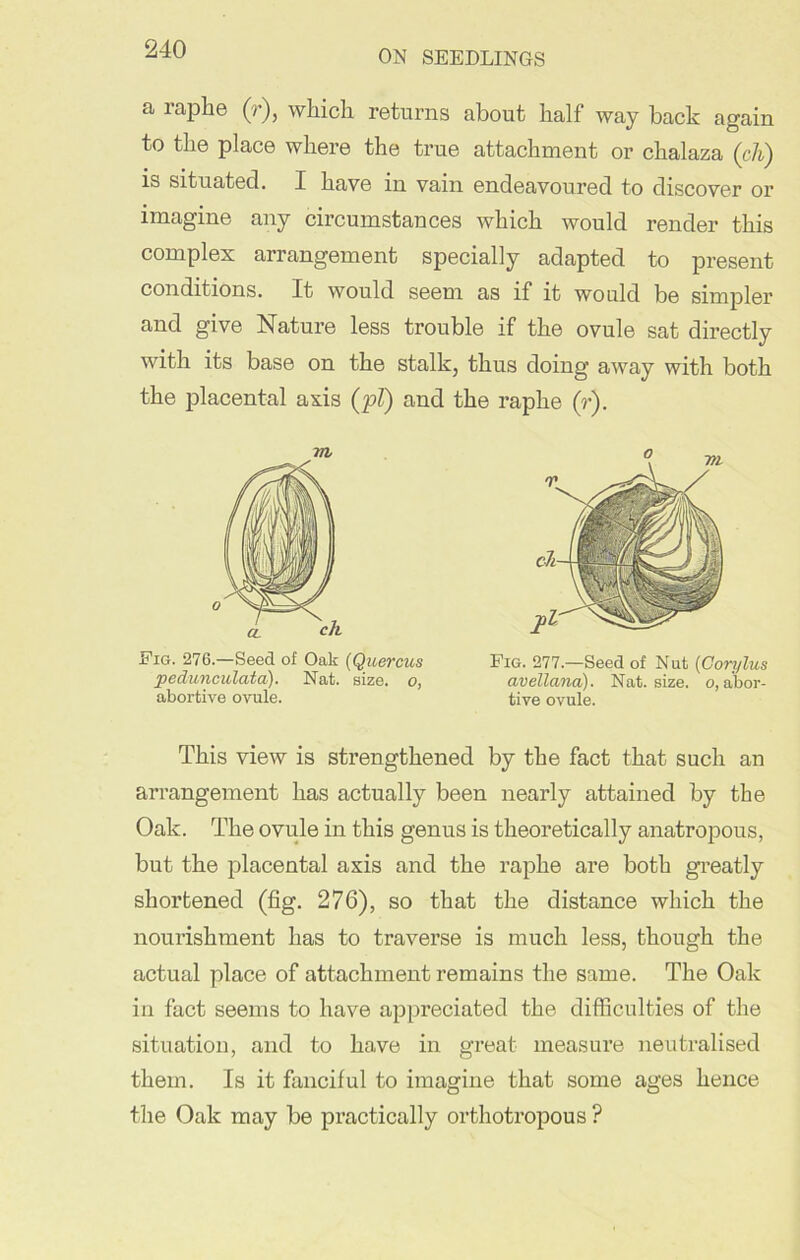 a raphe (r), which returns about half way back again to the place where the true attachment or chalaza (cli) is situated. I have in vain endeavoured to discover or imagine any circumstances which would render this complex arrangement specially adapted to present conditions. It would seem as if it would be simpler and give Nature less trouble if the ovule sat directly with its base on the stalk, thus doing away with both the placental axis (pi) and the raphe (r). Dig. 276.—Seed of Oak (Quercus Fig. 277.—Seed of Nut (Corylus pedunculata). Nat. size, o, avellana). Nat. size, o, abor- abortive ovule. tive ovule. This view is strengthened by the fact that such an arrangement has actually been nearly attained by the Oak. The ovule in this genus is theoretically anatropous, but the placental axis and the raphe are both greatly shortened (fig. 276), so that the distance which the nourishment has to traverse is much less, though the actual place of attachment remains the same. The Oak in fact seems to have appreciated the difficulties of the situation, and to have in great measure neutralised them. Is it fanciful to imagine that some ages hence the Oak may be practically orthotropous ?