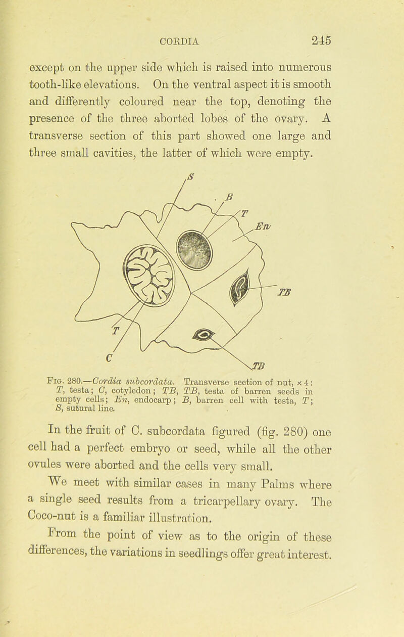 except on tlie upper side which is raised into numerous tooth-like elevations. On the ventral aspect it is smooth and differently coloured near the top, denoting the presence of the three aborted lobes of the ovary. A transverse section of this part showed one large and three small cavities, the latter of which were empty. Fig. 280.—Cordia subcordata. Transverse section of nut, x 4 : T, testa; G, cotyledon; TB, TB, testa of barren seeds in empty cells; En, endocarp; B, barren cell with testa, T; S, sutural line. In the fruit of C. subcordata figured (fig. 280) one cell had a perfect embryo or seed, while all the other ovules were aborted and the cells very small. We meet with similar cases in many Palms where a single seed results from a tricarpellary ovary. The Coco-nut is a familiar illustration. from the point of view as to the origin of these diffei ences, the variations in seedlings offer great interest.