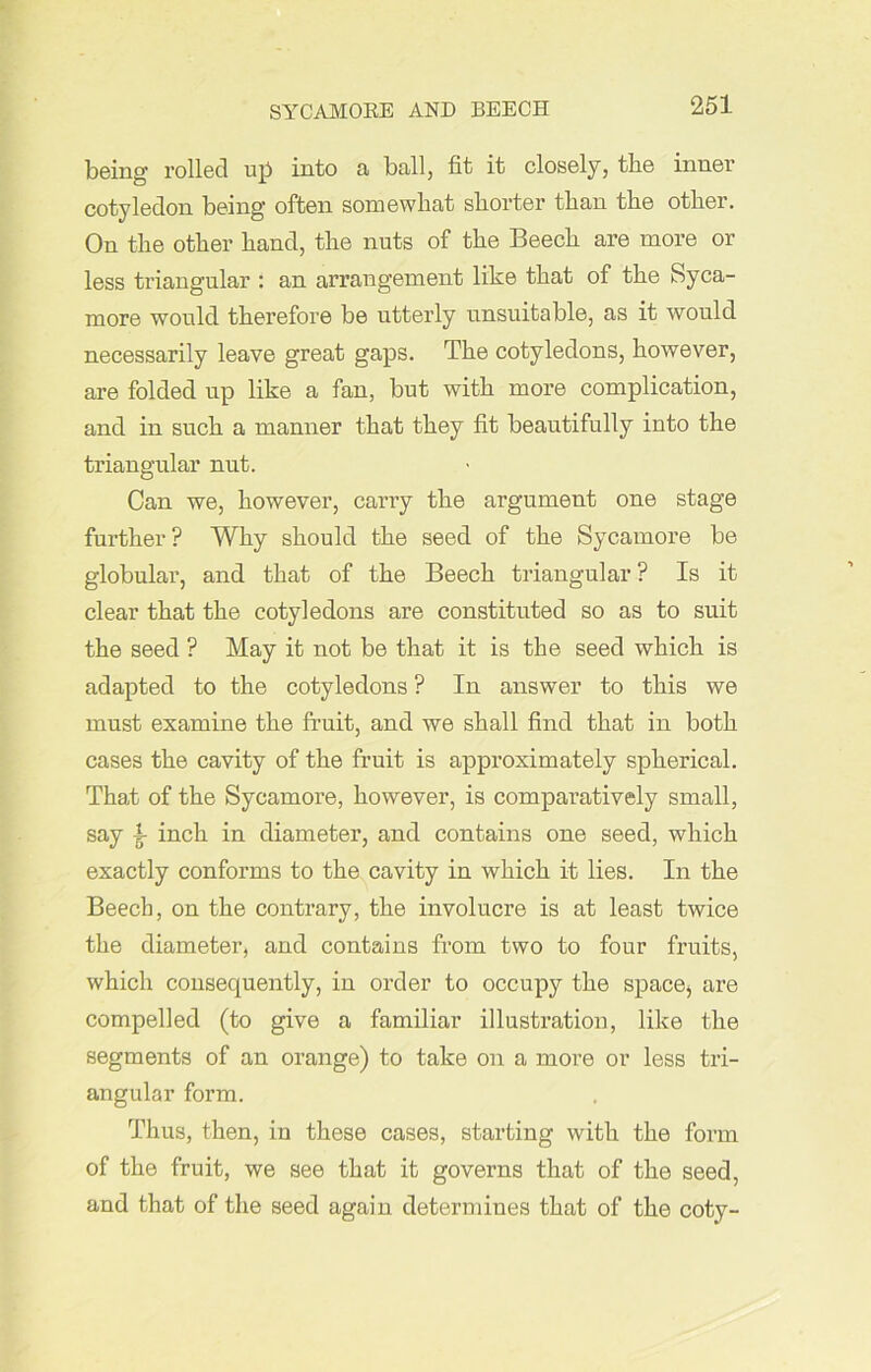 SYCAMORE AND BEECH being rolled up into a ball, fit it closely, the inner cotyledon being often somewhat shorter than the other. On the other hand, the nuts of the Beech are more or less triangular : an arrangement like that of the Syca- more would therefore be utterly unsuitable, as it would necessarily leave great gaps. The cotyledons, however, are folded up like a fan, but with more complication, and in such a manner that they fit beautifully into the triangular nut. Can we, however, carry the argument one stage further? Why should the seed of the Sycamore be globular, and that of the Beech triangular? Is it clear that the cotyledons are constituted so as to suit the seed ? May it not be that it is the seed which is adapted to the cotyledons ? In answer to this we must examine the fruit, and we shall find that in both cases the cavity of the fruit is approximately spherical. That of the Sycamore, however, is comparatively small, say fa inch in diameter, and contains one seed, which exactly conforms to the cavity in which it lies. In the Beech, on the contrary, the involucre is at least twice the diameter, and contains from two to four fruits, which consequently, in order to occupy the space, are compelled (to give a familiar illustration, like the segments of an orange) to take on a more or less tri- angular form. Thus, then, in these cases, starting with the form of the fruit, we see that it governs that of the seed, and that of the seed again determines that of the coty-