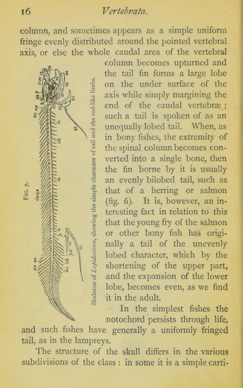 column, and sometimes appears as a simple uniform fringe evenly distributed around the pointed vertebral axis, or else the whole caudal area of the vertebral column becomes upturned and the tail fin forms a large lobe on the under surface of the axis while simply margining the end of the caudal vertebrm ; such a tail is spoken of as an unequally lobed tail. When, as in bony fishes, the extremity of the spinal column becomes con- verted into a single bone, then the fin borne by it is usually an evenly bilobed tail, such as that of a herring or salmon (fig. 6). It is, however, an in- teresting fact in relation to this that the young fry of the salmon or other bony fish has origi- nally a tail of the unevenly lobed character, which by the shortening of the upper part, and the expansion of the lower lobe, becomes even, as we find it in the adult. • In the simplest fishes the notochord persists through life, and such fishes have generally a uniformly fringed tail, as in the lampreys. The structure of the skull differs in the various subdivisions of the class : in some it is a simple carti-