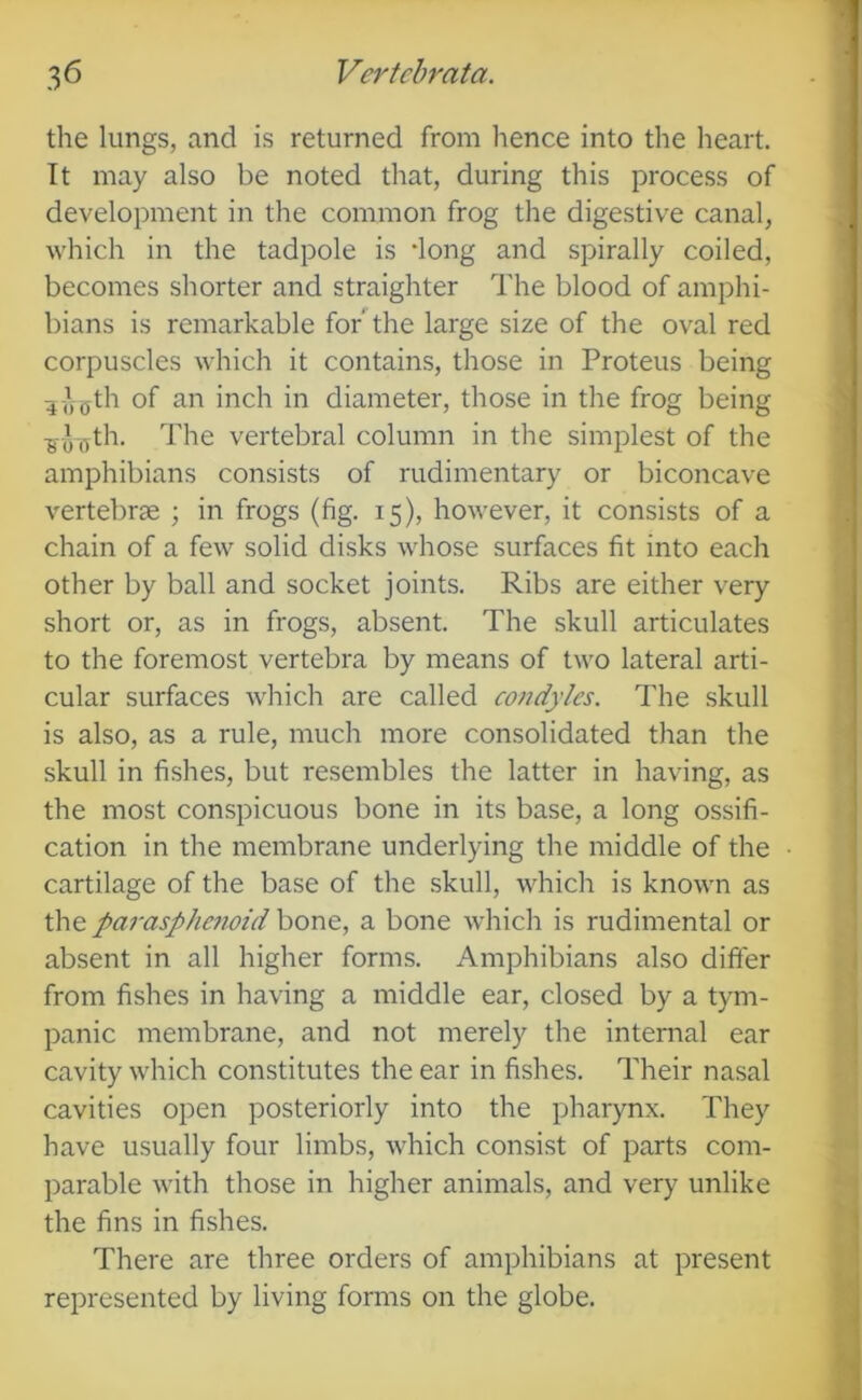 the lungs, and is returned from hence into the heart. It may also be noted that, during this process of development in the common frog the digestive canal, which in the tadpole is dong and spirally coiled, becomes shorter and straighter The blood of amphi- bians is remarkable fo/the large size of the oval red corpuscles which it contains, those in Proteus being ^-/jjjth of an inch in diameter, those in the frog being -^-J-,^th. The vertebral column in the simplest of the amphibians consists of rudimentary or biconcave vertebrse ; in frogs (fig. 15), however, it consists of a chain of a few solid disks whose surfaces fit into each other by ball and socket joints. Ribs are either very short or, as in frogs, absent. The skull articulates to the foremost vertebra by means of two lateral arti- cular surfaces which are called condyles. The skull is also, as a rule, much more consolidated than the skull in fishes, but resembles the latter in having, as the most conspicuous bone in its base, a long ossifi- cation in the membrane underlying the middle of the cartilage of the base of the skull, which is known as the parasJ>henoi'd hone, a bone wdiich is rudimental or absent in all higher forms. Amphibians also diifer from fishes in having a middle ear, closed by a tym- panic membrane, and not merely the internal ear cavity which constitutes the ear in fishes. Their nasal cavities open posteriorly into the pharynx. They have usually four limbs, which consist of parts com- parable with those in higher animals, and very unlike the fins in fishes. There are three orders of amphibians at present represented by living forms on the globe.