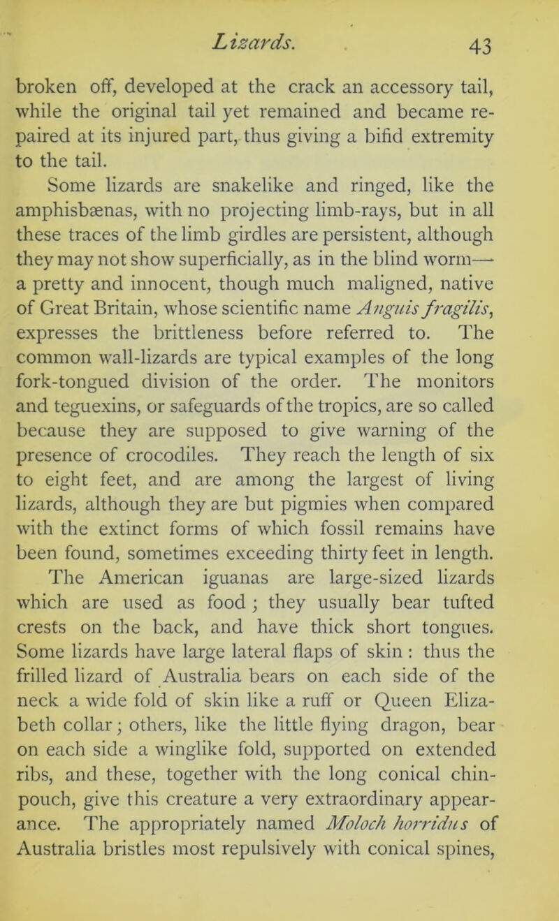 Lizards. broken off, developed at the crack an accessory tail, while the original tail yet remained and became re- paired at its injured part, thus giving a bifid extremity to the tail. Some lizards are snakelike and ringed, like the amphisbsenas, with no projecting limb-rays, but in all these traces of the limb girdles are persistent, although they may not show superficially, as in the blind worm—■ a pretty and innocent, though much maligned, native of Great Britain, whose scientific name Anguis fragilis, expresses the brittleness before referred to. The common wall-lizards are typical examples of the long fork-tongued division of the order. The monitors and teguexins, or safeguards of the tropics, are so called because they are supposed to give warning of the presence of crocodiles. They reach the length of six to eight feet, and are among the largest of living lizards, although they are but pigmies when compared with the extinct forms of which fossil remains have been found, sometimes exceeding thirty feet in length. The American iguanas are large-sized lizards which are used as food ; they usually bear tufted crests on the back, and have thick short tongues. Some lizards have large lateral flaps of skin ; thus the frilled lizard of Australia bears on each side of the neck a wide fold of skin like a ruff or Queen Eliza- beth collar; others, like the little flying dragon, bear on each side a winglike fold, supported on extended ribs, and these, together with the long conical chin- pouch, give this creature a very extraordinary appear- ance. The appropriately named Moloch horridns of Australia bristles most repulsively with conical spines.