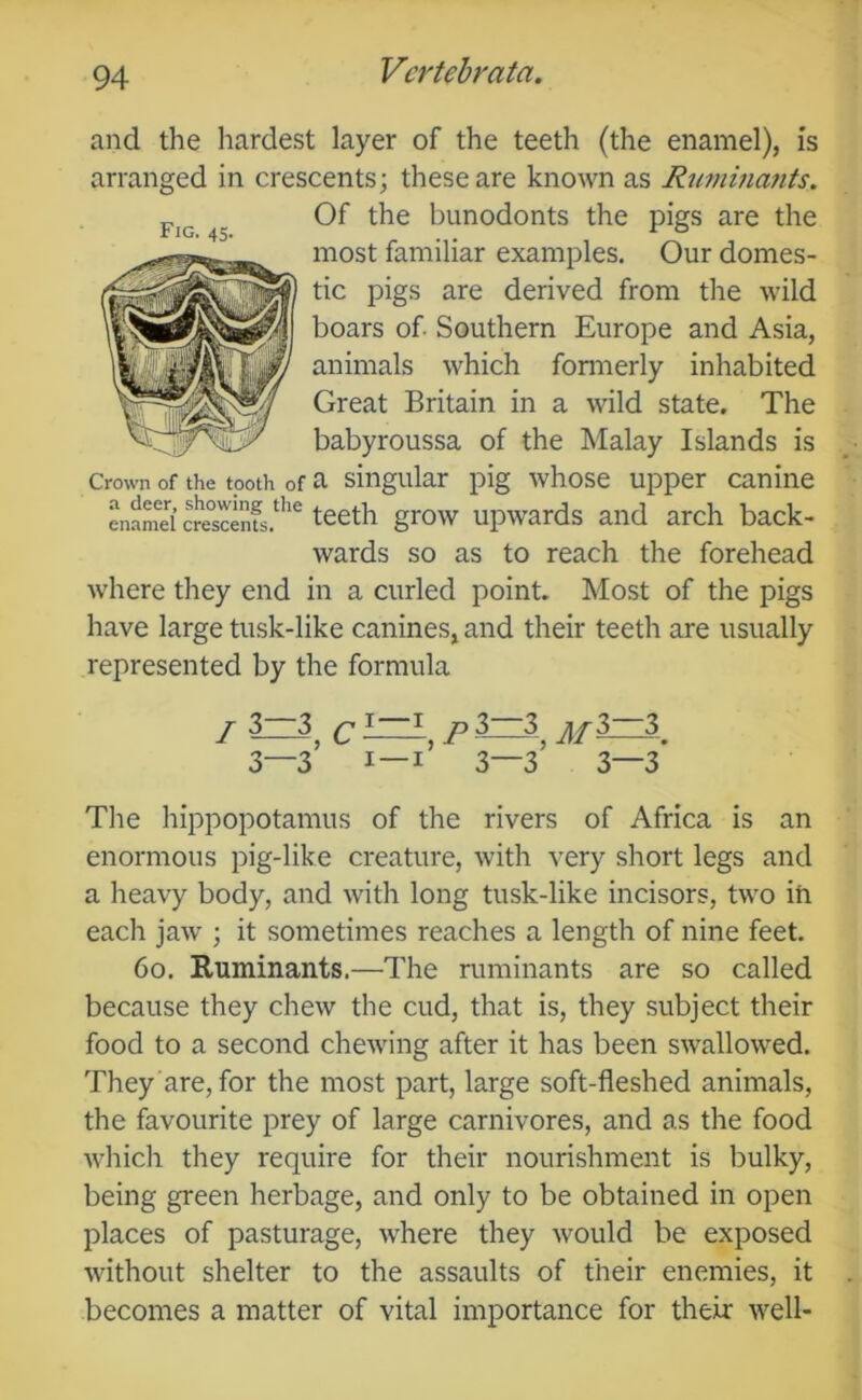 and the hardest layer of the teeth (the enamel), is arranged in crescents; these are known as Rimiinants. most familiar examples. Our domes- tic pigs are derived from the wild boars of. Southern Europe and Asia, animals which fonnerly inhabited Great Britain in a wild state. The babyroussa of the Malay Islands is Crown of the tooth of a singular pig whose upper canine enaS we°scenfs.**'^ teeth grow upwards and arch back- wards so as to reach the forehead where they end in a curled point. Most of the pigs have large tusk-like canines, and their teeth are usually represented by the formula / c —, P 3—3 I —I 3—3 3—3 The hippopotamus of the rivers of Africa is an enormous pig-like creature, with very short legs and a heavy body, and with long tusk-like incisors, two in each jaw ; it sometimes reaches a length of nine feet. 6o. Ruminants.—The ruminants are so called because they chew the cud, that is, they subject their food to a second chewing after it has been swallowed. They are, for the most part, large soft-fleshed animals, the favourite prey of large carnivores, and as the food which they require for their nourishment is bulky, being green herbage, and only to be obtained in open places of pasturage, where they would be exposed without shelter to the assaults of their enemies, it becomes a matter of vital importance for their well-