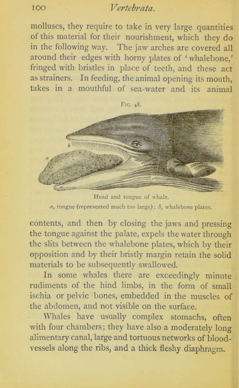 molluscs, they require to take in very large quantities of this material for tlieir nourishment, which they do in the following way. The jaw arches are covered all around their edges with horny plates of ‘ whalebone,’ fringed with bristles in place of teeth, and these act as strainers. In feeding, the animal opening its moutli, takes in a mouthful of sea-water and its animal Fig. 48. Head and tongue of whale. a, tongue (represented much too large) ; h, whalebone plates. contents, and then by clo.sing the jaws and pressing the tongue against the palate, expels the water through the slits between the whalebone plates, which by their opposition and by their bristly margin retain the solid materials to be subsequently swallowed. In some whales there are exceedingly minute rudiments of the hind limbs, in the form of small ischia or pelvic bones, embedded in the muscles of the abdomen, and not visible on the surface. Whales have usually complex stomachs, often with four chambers; they have also a moderately long alimentary canal, large and tortuous networks of blood- vessels along the ribs, and a thick fleshy diaphragm.