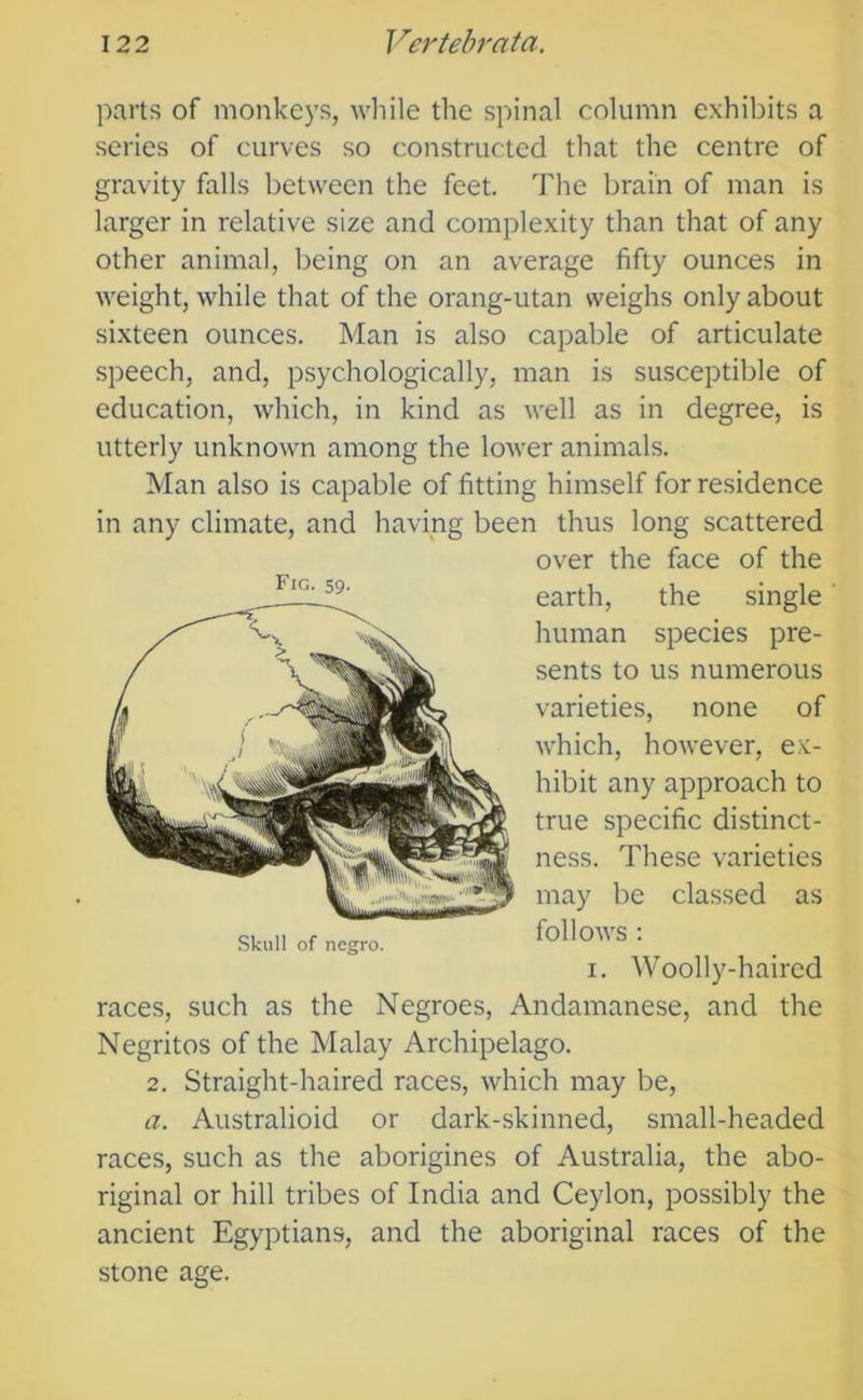 parts of monkeys, wliile the spinal column exhibits a series of curves so constructed that the centre of gravity falls between the feet. The brain of man is larger in relative size and complexity than that of any other animal, being on an average fifty ounces in weight, while that of the orang-utan weighs only about sixteen ounces. Man is also capable of articulate speech, and, psychologically, man is susceptible of education, which, in kind as well as in degree, is utterly unknown among the lower animals. Man also is capable of fitting himself for residence in any climate, and having been thus long scattered races, such as the Negroes, Andamanese, and the Negritos of the Malay Archipelago. 2. Straight-haired races, which may be, a. Australioid or dark-skinned, small-headed races, such as the aborigines of Australia, the abo- riginal or hill tribes of India and Ceylon, possibly the ancient Egyptians, and the aboriginal races of the stone age. Skull of negro. Fig. 59- over the face of the earth, the single human species pre- sents to us numerous varieties, none of which, however, ex- hibit any approach to true specific distinct- ness. These varieties may be classed as follows ; I. Woolly-haired