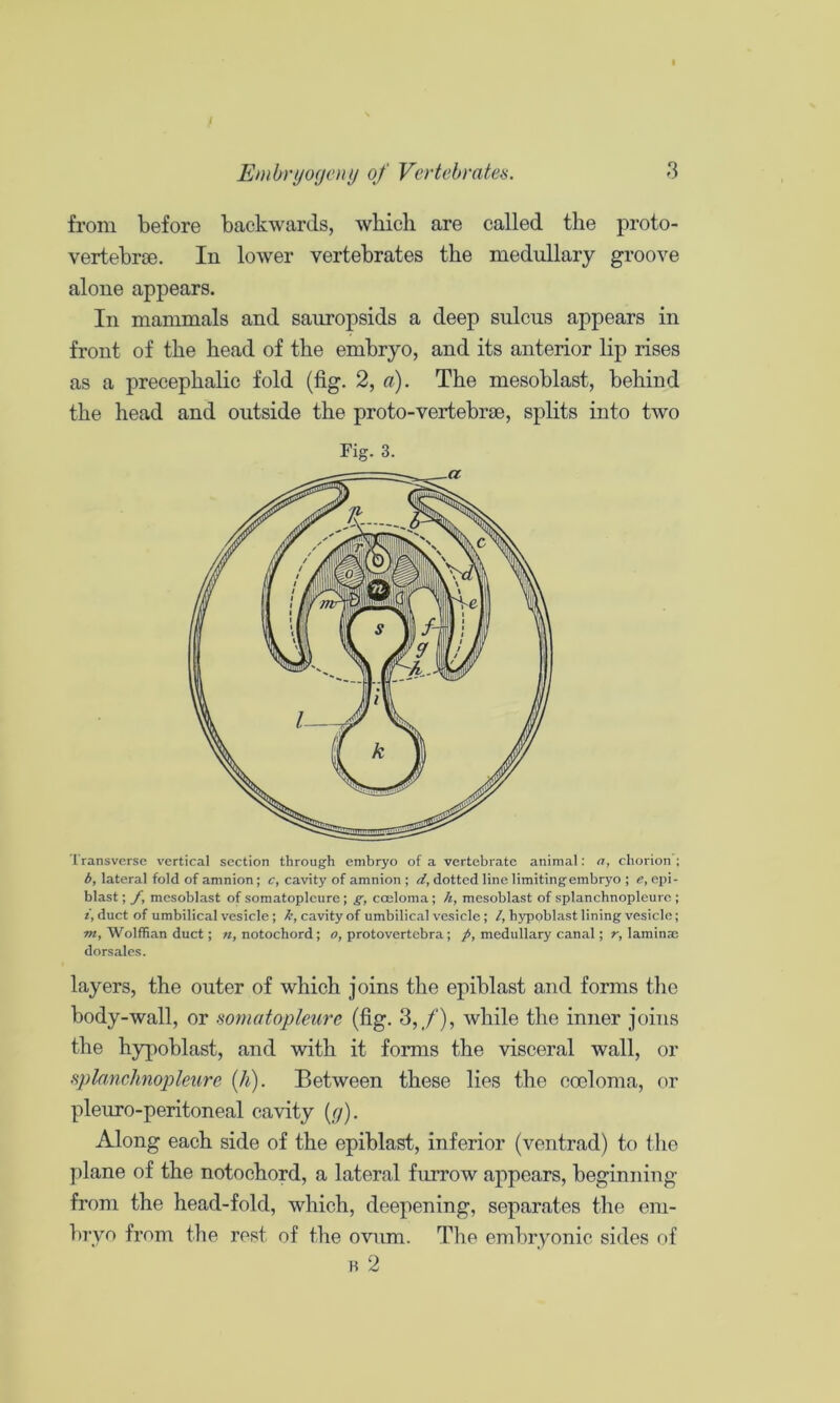 from before backwards, which are called the proto- vertebrte. In lower vertebrates the medullary groove alone appears. In mammals and sauropsids a deep sulcus appears in front of the head of the embryo, and its anterior lip rises as a precephalic fold (fig. 2, a). The mesoblast, behind the head and outside the proto-vertebrae, splits into two Fig. 3. Transverse vertical section through embryo of a vertebrate animal; a, chorion ; b, lateral fold of amnion; c, cavity of amnion ; d, dotted line limitingembryo ; e, epi- blast; f, mesoblast of somatoplcure ; g, coeloma; h, mesoblast of splanchnopleuro ; duct of umbilical vesicle; k, cavity of umbilical vesicle; /, hypoblast lining vesicle; W2, Wolffian duct; «, notochord; o, protovertebra; medullary canal; r, laminae dorsales. layers, the outer of which joins tlie epiblast and forms tlie body-wall, or nomatopleure (fig. 3,/), while the inner joins the hypoblast, and with it forms the visceral wall, or fiplnnchnopleure {h). Between these lies the coeloma, or pleuro-peritoneal cavity (r/). Along each side of the epiblast, inferior (ventrad) to the plane of the notochord, a lateral furrow appears, beginning from the head-fold, which, deepening, separates the em- bryo from the rest of the ovum. The embryonic sides of B 2