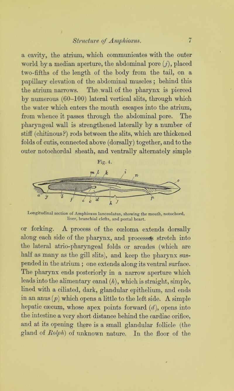 a cavity, the atrimn, which communicates with the outer world by a median aperture, the abdominal pore (/), placed two-fifths of the length of the body from the tail, on a papillary elevation of the abdominal muscles ; behind this the atrimn narrows. The,wall of the pharynx is pierced by numerous (60-100) lateral vertical slits, through which the water which enters the mouth escapes into the atrium, from whence it passes throngh the abdominal pore. The pharyngeal wall is strengthened laterally by a number of stiff (chitinous?) rods between the slits, which are thickened folds of cutis, connected above (dorsally) together, and to the outer notochordal sheath, and ventrally alternately simple Fig. 4. Longitudinal section of Amphioxus lanceolatus, showing the mouth, notochord, liver, branchial clefts, and portal heart. or forking. A process of the coeloma extends dorsally along each side of the pharynx, and process^ stretch into the lateral atrio-pharyngeal folds or arcades (which are half as many as the gill slits), and keep the pharynx sus- pended in the atrium ; one extends along its ventral surface. The pharjmx ends posteriorly in a narrow aperture which leads into the ahmentary canal (A), which is straight, simple, lined with a ciliated, dark, glandular epithelium, and ends in an anns {p) which opens a little to the left side. A simple hepatic caecum, whose apex points forward (d), opens into the intestine a very short distance behind the cardiac orifice, and at its opening there is a small glandular follicle (the gland of Rolph) of unknown nature. In the floor of the