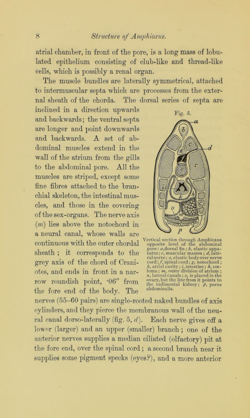 atrial chamber, in front of the pore, is a long mass of lobu- lated epithelium consisting of cluh-like and thread-like cells, which is possibly a renal organ. The muscle bundles are laterally symmetrical, attached to intermuscular septa which are processes from the exter- nal sheath of the chorda. The dorsal series of septa are inclined in a direction upwards and backwards; the ventral septa are longer and point downwards and backwards. A set of ab- dominal muscles extend in the wall of the atrimn from the gills to the abdominal pore. All the muscles are striped, except some fine fibres attached to the bran- chial skeleton, the intestinal mus- cles, and those in the covering of the sex-organs. The nerve axis {m) lies above the notochord in a neural canal, whose walls are continuous with the outer chordal sheath ; it corresponds to the grey axis of the chord of Crani- otes, and ends in front in a nar- row roundish point, ‘06 from the fore end of the body. The nerves (55-60 pairs) are single-rooted naked bundles of axis cylinders, and they pierce the membranous wall of the neu- ral canal dorso-laterally (fig. 5, cl). Each nerve gives off a lower (larger) and an upper (smaller) branch ; one of the anterior nerves supplies a median ciliated (olfactory) pit at the fore end, over the spinal cord; a second branch near it supplies some pigment specks (eyes?), and a more anterior Vertical section through Amphioxus opposite level of the abdominal pore: a,dorsal fin ; b, elastic appa- ratus ; c, muscular masses ; d, late- ral nerve; e, elastic body over nerve cordspinal cord; g;, notochord ; h, atrial cavity; t, intestine; k, coe- loma; m, outer division of atrium ; w, lateral canals ; o, is placed in the ovary, but the line from it points to the rudimental kidney; p, porus abdominalis.