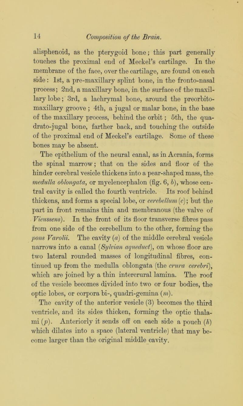 alisphenoid, as the pterygoid bone; this part generally touches the proximal end of Meckel’s cartilage. In the membrane of the face, over the cartilage, are found on each side: 1st, a pre-maxillary splint bone, in the fronto-nasal process; 2nd, a maxillary bone, in the surface of the maxil- lary lobe; 3rd, a lachrymal bone, around the preorbito- maxillary groove ; 4th, a jugal or malar bone, in the base of the maxillary process, behind the orbit; 5th, the qua- drate-jugal bone, farther back, and touching the outside of the proximal end of Meckel’s cartilage. Some of these bones may be absent. The epithelium of the neural canal, as in Acrania, forms the spinal marrow; that on the sides and floor of the hinder cerebral vesicle thickens into a pear-shaped mass, the medulla oblongata, or myelencephalon (flg. 6, h), whose cen- tral cavity is called the fourth ventricle. Its roof behind thickens, and forms a special lobe, or cerebellum (c); but the part in front remains thin and membranous (the valve of Vieussens). In the front of its floor transverse fibres pass from one side of the cerebellum to the other, forming the pons Varolii. The cavity {a) of the middle cerebral vesicle narrows into a canal [Sylvian aqueduct), on whose floor are two lateral rounded masses of longitudinal fibres, con- tinued up from the medulla oblongata (the crura cerebri), which are joined by a thin intercrural lamina. The roof of the vesicle becomes divided into two or four bodies, the optic lobes, or corpora bi-, quadri-gemina [m). The cavity of the anterior vesicle (3) becomes the third ventricle, and its sides thicken, forming the optic thala- mi [p). Anteriorly it sends off on each side a pouch [h) which dilates into a space (lateral ventricle) that may be- come larger than the original middle cavity.