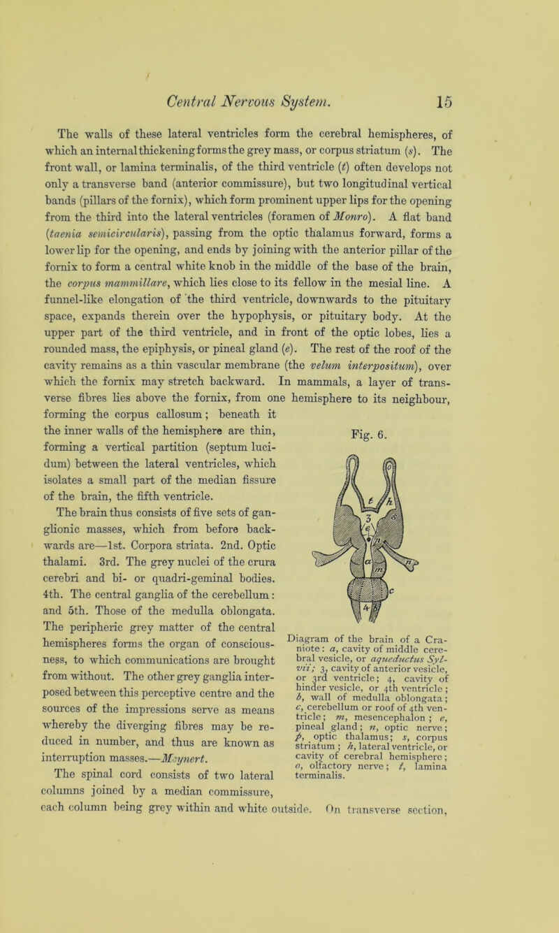 The walls of these lateral ventricles form the cerebral hemispheres, of which an internal thickening forms the grey mass, or corpus striatum (s). The front waU, or lamina terminalis, of the third ventricle {t) often develops not only a transverse band (anterior commissure), but two longitudinal vertical bands (pillars of the fornix), which form prominent upper lips for the opening from the third into the lateral ventricles (foramen oi Monro). A flat band {taenia semicircular is), passing from the optic thalamus forward, forms a lower lip for the opening, and ends by joining with the anterior pillar of the fornix to form a central white knob in the middle of the base of the brain, the corpus mammillare, which lies close to its fellow in the mesial line. A funnel-like elongation of the third ventricle, downwards to the pituitary space, expands therein over the hypophysis, or pituitary body. At the upper part of the third ventricle, and in front of the optic lobes, lies a roimded mass, the epiphysis, or pineal gland (e). The rest of the roof of the ca\ity remains as a thin vascular membrane (the velum mterpositum), over which the fornix may stretch backward. In mammals, a layer of trans- verse fibres lies above the fornix, from one hemisphere to its neighbour, forming the corpus callosum; beneath it the inner walls of the hemisphere are thin, forming a vertical partition (septum luci- dum) between the lateral ventricles, which isolates a small part of the median fissiu-e of the brain, the fifth ventricle. The brain thus consists of five sets of gan- glionic masses, which from before back- wards are—1st. Corpora striata. 2nd. Optic thalami. 3rd. The grey nuclei of the crura cerebri and hi- or quadri-geminal bodies. 4th. The central ganglia of the cerebellum: and 5th. Those of the medulla oblongata. The peripheric grey matter of the central hemispheres forms the organ of conscious- ness, to which communications are brought from without. The other grey ganglia inter- posed between this perceptive centre and the sources of the impressions serve as means whereby the diverging fibres may be re- duced in number, and thus are known as interruption masses.—Mcynert. The spinal cord consists of two lateral columns joined by a median commissure, each column being grey within and white outside. On transverse section. Fig. 6. Diagram of the brain of a Cra- niote: a, cavity of middle cere- bral vesicle, or aqueductus Syl- •uii; 3, cavity of anterior vesicle, or 3rd ventricle; 4, cavity of hinder vesicle, or 4th ventricle ; b, wall of medulla oblongata; c, cerebellum or roof of 4th ven- tricle ; m, mesencephalon ; e, pineal gland; ii, optic nerve; p, optic thalamus; s, corpus striatum ; h, lateral ventricle, or cavity of cerebral hemisphere; o, olfactory nerve; t, lamina terminalis.