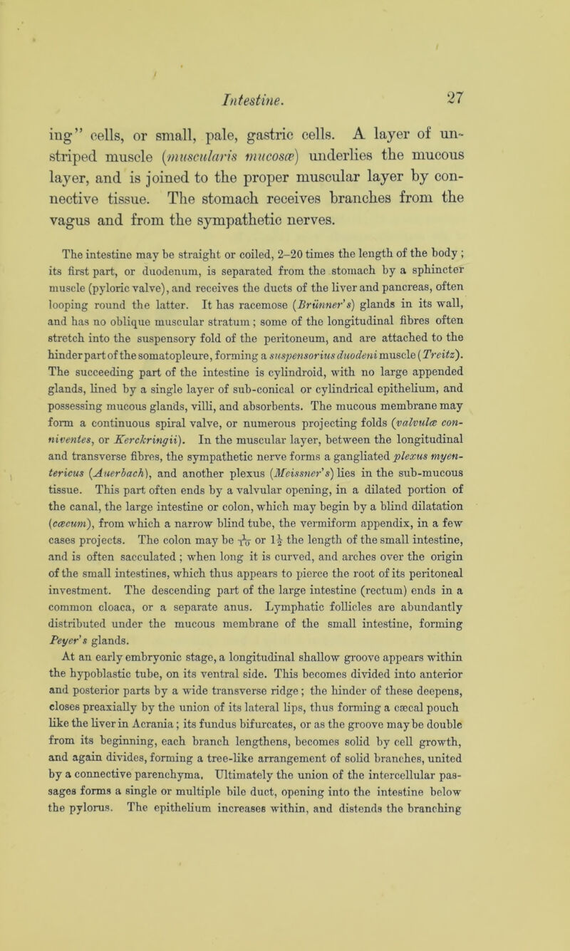 iug” cells, or small, pale, gastric cells. A layer of un- striped muscle {muscit/aris mucosce) underlies the mucous layer, and is joined to the proper muscular layer by con- nective tissue. The stomach receives branches from the vagus and from the sympathetic nerves. The intestine may be straight or coiled, 2-20 times the length of the body ; its first part, or duodenum, is separated from the stomach by a sphincter muscle (pyloric valve), and receives the ducts of the liver and pancreas, often looping round the latter. It has racemose (Briinner’s) glands in its wall, and has no oblique muscular stratum; some of the longitudinal fibres often stretch into the suspensory fold of the peritoneum, and are attached to the hinder part of the somatopleure, forming a suspensorius duodeni muscle (Treitz). The succeeding part of the intestine is cylindroid, with no large appended glands, lined by a single layer of sub-conical or cylindrical epithelium, and possessing mucous glands, villi, and absorbents. The mucous membrane may form a continuous spiral valve, or numerous projecting folds {valvulce con- niventes, or Kerckringii). In the muscular layer, between the longitudinal and transverse fibres, the sympathetic nerve forms a gangliated plexus myen- tericus (Auerbach), and another plexus [Meissner s) lies in the sub-mucous tissue. This part often ends by a valvular opening, in a dilated portion of the canal, the large intestine or colon, which may begin by a blind dilatation [caecum'), from which a narrow blind tube, the vermifonn appendix, in a few cases projects. The colon may be or the length of the small intestine, and is often sacculated ; when long it is curved, and arches over the origin of the small intestines, which thus appears to pierce the root of its peritoneal investment. The descending part of the large intestine (rectum) ends in a common cloaca, or a separate anus. Lymphatic follicles are abundantly distributed under the mucous membrane of the small intestine, forming Peyers glands. At an early embryonic stage, a longitudinal shallow groove appears within the hypoblastic tube, on its ventral side. This becomes divided into anterior and posterior parts by a wide transverse ridge; the hinder of these deepens, closes preaxiaUy by the union of its lateral lips, thus forming a csccal pouch like the liver in Acrania; its fundus bifurcates, or as the groove maybe double from its beginning, each branch lengthens, becomes solid by cell growth, and again divides, forming a tree-Uke arrangement of solid branches, united by a connective parenchyma. Ultimately the union of the intercellular pas- sages forms a single or multiple bile duct, opening into the intestine below the pyloru.s. The epithelium increases within, and distends the branching