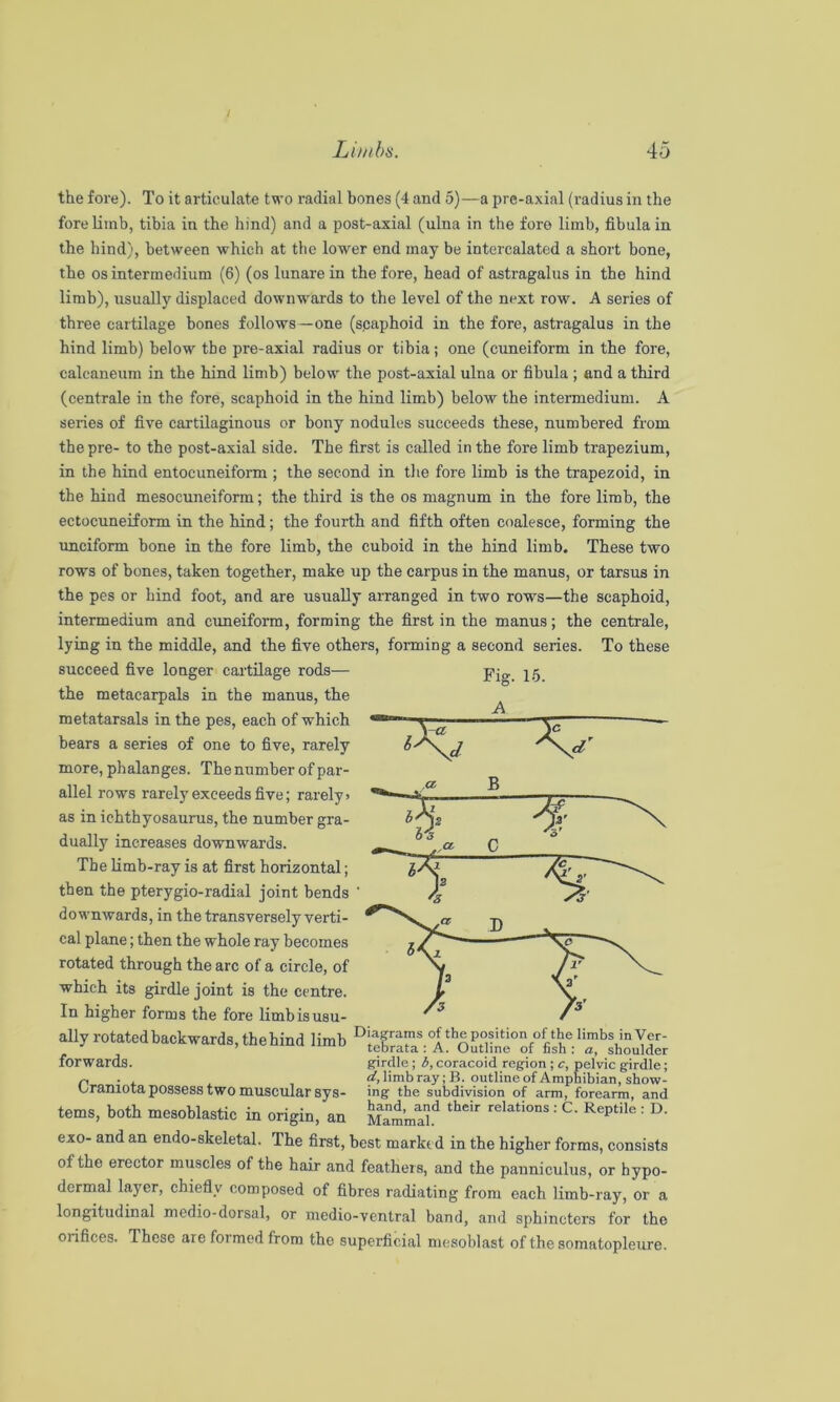 / Limbs. 45 the fore). To it articulate two radial bones (4 and 5)—a prc-axial (radius in the fore limb, tibia in the hind) and a post-axial (ulna in the fore limb, fibula in the hind), between which at the lower end may be intercalated a short bone, the os intermedium (6) (os lunare in the fore, head of astragalus in the hind limb), usually displaced downwards to the level of the next row. A series of three cartilage bones follows—one (spaphoid in the fore, astragalus in the hind limb) below the pre-axial radius or tibia; one (cuneiform in the fore, calcaneum in the hind limb) below the post-axial ulna or fibula ; and a third (centrale in the fore, scaphoid in the hind limb) below the intermedium. A series of five cartilaginous or bony nodules succeeds these, numbered from the pre- to the post-axial side. The first is called in the fore limb trapezium, in the hind entocuneiform ; the second in the fore limb is the trapezoid, in the hind mesocuneiform; the third is the os magnum in the fore limb, the ectocuneiform in the hind; the fourth and fifth often coalesce, forming the imciform bone in the fore limb, the cuboid in the hind limb. These two rows of bones, taken together, make up the carpus in the manus, or tarsus in the pes or hind foot, and are usually arranged in two rows—the scaphoid, intermedium and cuneiform, forming the first in the manus; the centrale, lying in the middle, and the five others, forming a second series. To these succeed five longer cartilage rods— the metacarpals in the manus, the metatarsals in the pes, each of which bears a series of one to five, rarely more, phalanges. The number of par- allel rows rarely exceeds five; rarely > as in ichthyosaurus, the number gra- dually increases downwards. The Hmh-ray is at first horizontal; then the pterygio-radial joint bends downwards, in the transversely verti- cal plane; then the whole ray becomes rotated through the arc of a circle, of which its girdle joint is the centre. In higher forms the fore limb is usu- ally rotated backwards, the hind limb of the position of the limbs in Vcr- tebrata : A. (Jutline oi nsh : a, shoulder forwards. girdle; b, coracoid region ; c, pelvic girdle; ^ , ^,limbray;B.outlineofAmpnibian,show- Oramota possess two muscular ays- ing the subdivision of arm, forearm, and terns, both mesoblastic in origin, an Emab'^ •’ ^ exo- and an endo-skeletal. The first, best marked in the higher forms, consists of the erector muscles of the hair and feathers, and the panniculus, or hypo- dermal layer, chiefly composed of fibres radiating from each limh-ray, or a longitudinal medio-dorsal, or medio-ventral band, and sphincters for the orifices. These are foi mod from the superficial niesoblast of the somatopleure. Fig. 15. A