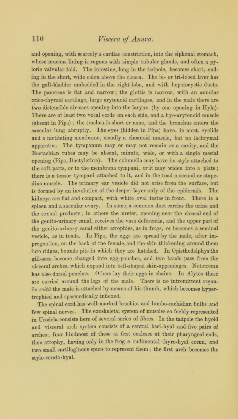 and opening, with scarcely a cardiac constriction, into the siphonal stomach, whose mucous lining is rugous with simple tubular glands, and often a py- loric valvular fold. The intestine, long in the tadpole, becomes short, end- ing in the short, 'adde colon above the cloaca. The hi- or tri-lobed Uver has the gall-bladder embedded in the right lobe, and with hepatocystic ducts. The pancreas is flat and narrow; the glottis is narrow, with an annular crico-thyroid cartilage, large arytenoid cartilages, and in the male there are two distensible air-sacs opening into the larynx (by one opening in Ilyla). There are at least two vocal cords on each side, and a hyo-arytenoid muscle (absent in Pipa) ; the trachea is short or none, and the bronchus enters the saccular lung abruptly. The eyes (hidden in Pipa) have, in most, eyelids and a nictitating membrane, usually a choanoid muscle, but no lachrymal apparatus. The tympanum may or may not remain as a cavity, and the Eustacliian tubes may be absent, minute, Mude, or with a single mesial opening (Pipa, Dactylethra). The columella may have its style attached to the soft parts, or to the membrana tympani, or it may widen into a plate ; there is a tensor tympani attached to it, and in the toad a second or stape- dius muscle. The primary ear vesicle did not arise from the surface, but is formed by an involution of the deeper layer only of the epidermis. The kidneys are flat and compact, with white oval testes in front. There is a spleen and a saccular ovary. In some, a common duct carries the urine and the sexual products; in others the ureter, opening near the cloacal end of the genito-urinary canal, receives the vasa deferentia, and the upper part of the genito-urinary canal either atrophies, as in frogs, or becomes a seminal vesicle, as in toads. In Pipa, the eggs are spread by the male, after im- pregnation, on the back of the female, and the skin thickening around them into ridges, bounds pits in which they are hatched. In Opisthodelphys the gill-sacs become changed into egg-pouches, and two bands pass from the visceral arches, which expand into bell-shaped skin-appendages. Nototrema has also dorsal pouches. Others lay their eggs in chains. In Alytes these are carried around the legs of the male. There is no intromittent organ. In coitH the male is attached by means of his thumb, which becomes hyper- trophied and spasmodically inflexed. The spinal cord has well-marked brachio- and lumbo-rachidian bulbs and few spinal nerves. The exoskeletal system of muscles so feebly represented in Urodela consists here of several series of fibres. In the tadpole the hyoid and visceral arch system consists of a central basi-hyal and five pairs of arches; four hindmost of these at first coalesce at their pharyngeal ends, then atrophy, having only in the frog a rudimental thyro-hyal cornu, and two small cartilaginous spurs to represent them; the first arch becomes the stylo-cerato-hyal.