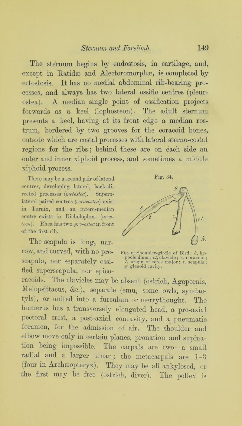 Tlie sternum begins by eiidostosis, iu cartilage, and, except in Eatidoe and Alectoromorpbse, is completed by ectostosis. It has no medial abdominal rib-bearing pro- eesses, and always bas two lateral ossific centres (pleur- ostea). A median single point of ossification projects forwards as a keel (lopbosteon). Tbe adult sternum presents a keel, having at its front edge a median ros- trum, bordered by two grooves for tbe coracoid bones, outside wliicb are costal processes witb lateral sterno-costal regions for tbe ribs; behind these are on each side an outer and inner xiphoid process, and sometimes a middle xiphoid process. There may be a second pair of lateral ■t'cntres, developing lateral, back-di- rected processes {metodeci). Supero- lateral paii-ed centres [coracostea) exist in Tumix, and an infero-niedian centre exists in Dicholophus («ro»- icon). Rhea has tvo pro-ostea in front of the first rib. The scapula is long, nar- row, and curved, with no pre- scapula, nor separately ossi- fied superscapula, nor epico- raeoids. The clavicles may be absent (ostrich, Agapornis, Melopsittacus, &c.), separate (emu, some owls, syndac- tyls), or united into a furculum or merrythought. The humerus has a transversely elongated head, a pre-axial pectoral crest, a post-axial concavity, and a pneumatic foramen, for the admission of air. The shoulder and elbow move only in certain planes, pronation and supina- tion being impossible. The carpals are two—a small radial and a larger ulnar ; the metacarpals are 1-3 (four in Archaeopteryx). Tliey may be all ankylosed, or the first may be free (ostrich, diver). The pollex is Fig. 34. Fitf. of Shoulder-girdle of Bird : //, hy- poclcidium ; cl, clavicle ; c, coracoid ; t, origin of teres major: s, scapula; g, glenoid cavit}'.
