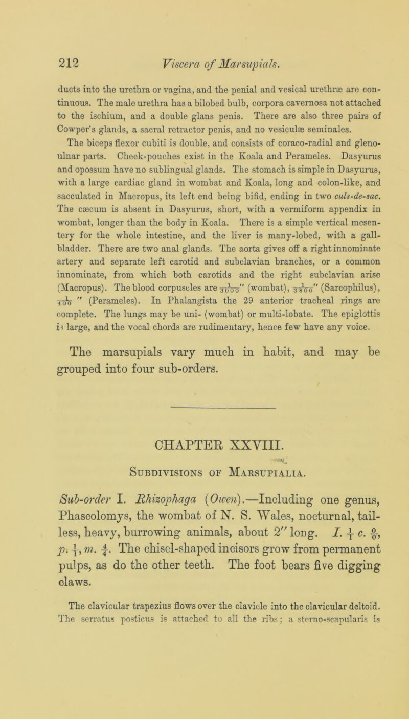 ducts into the urethra or vagina, and the penial and vesical urethrae are con- tinuous. The male urethra has a bilobed bulb, corpora cavernosa not attached to the ischium, and a double glans penis. There are also three pairs of Cowper’s glands, a sacral retractor penis, and no vesiculae seminales. The biceps flexor cubiti is double, and consists of coraco-radial and gleno- ulnar parts. Cheek-pouches exist in the Koala and Perameles. Dasyurus and opossum have no sublingual glands. The stomach is simple in Dasyurus, with a large cardiac gland in wombat and Koala, long and colon-like, and sacculated in Macropus, its left end being bifid, ending in two cuU-de-sac, The caecum is absent in Dasyurus, short, with a vermiform appendix in wombat, longer than the body in Koala. There is a simple vertical mesen- tery for the whole intestine, and the liver is many-lobed, with a gall- bladder. There are two anal glands. The aorta gives off a right innominate artery and separate left carotid and subclavian branches, or a common innominate, from which both carotids and the right subclavian arise (Macropus). The blood corpuscles are gjjVo” (wombat), (Sarcophilus),  (Perameles). In Phalangista the 29 anterior tracheal rings are complete. The lungs may be uni- (wombat) or multi-lobate. The epiglottis i^ large, and the vocal chords are rudimentary, hence few have any voice. The marsupials vary much in habit, and may be grouped into four sub-orders. CHAPTER XXVIII. Subdivisions of M.a.rsupialia. Sub-order I. lihizophaga (Owen).—Including one genus, Phascolomys, the wombat of N. S. Wales, nocturnal, tail- less, heavy, burrowing animals, about 2 long. I. c. P‘ T’ T- chisel-shaped incisors grow from peimanent pulps, as do the other teeth. The foot bears five digging claws. The clavicular trapezius flovrsover the clavicle into the clavicular deltoid. The scrratus posticus is attached to all the ribs; a stcrao-scapularis is