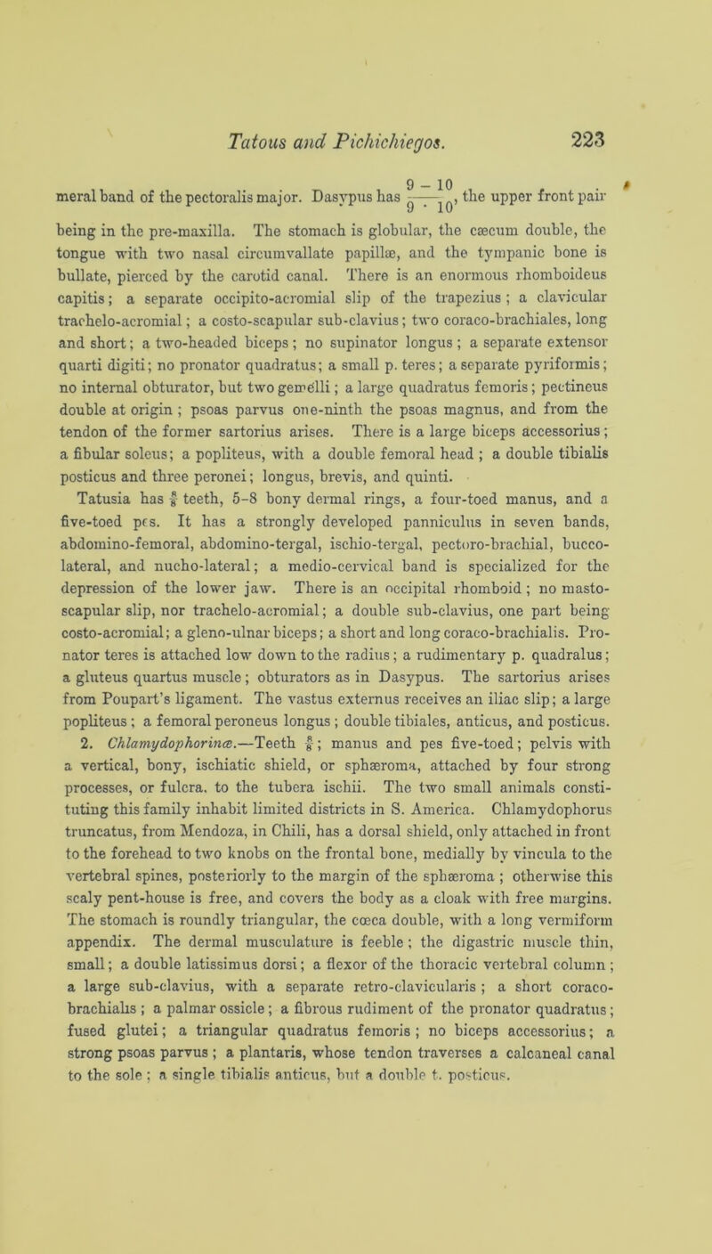 meralband of tbe pectoralis major. Dasypus has ^PPCi' front pair being in the pre-maxilla. The stomach is globular, the ca3cum double, the tongue with two nasal circumvallate papillae, and the tympanic bone is bullate, pierced by the carotid canal. There is an enormous rhomboideus capitis; a separate occipito-acromial slip of the trapezius ; a clavicular trachelo-acromial; a costo-scapular sub-clavius; two coraco-brachiales, long and short; a two-headed biceps ; no supinator longus ; a separate extensor quarti digiti; no pronator quadratus; a small p. teres; a separate pyriformis; no internal obturator, but two gemdlli; a large quadratus fcmoris; pectineus double at origin ; psoas parvus one-ninth the psoas magnus, and from the tendon of the former sartorius arises. There is a large biceps accessorius; a fibular soleus; a popliteus, with a double femoral head ; a double tibialis posticus and three peronei; longus, brevis, and quinti. Tatusia has teeth, 5-8 bony dermal rings, a four-toed manus, and a five-toed pcs. It has a strongly developed panniculus in seven bands, abdomino-femoral, abdomino-tergal, ischio-tergal, pecturo-brachial, bucco- lateral, and nucho-lateral; a medio-cervical band is specialized for the depression of the lower jaw. There is an occipital rhomboid; no masto- scapular slip, nor trachelo-acromial; a double sub-clavius, one part being costo-acromial; a gleno-ulnar biceps; a short and long coraco-brachialis. Pro- nator teres is attached low down to the radius; a rudimentary p. quadralus; a gluteus quartus muscle; obturators as in Dasypus. The sartorius arises from Poupart’s ligament. The vastus extern us receives an iliac slip; a large popliteus; a femoral peroneus longus ; double tibiales, anticus, and posticus. 2. Chlamydophorince.—Teeth ; manus and pes five-toed; pelvis with a vertical, bony, ischiatic shield, or sphaeroma, attached by four strong processes, or fulcra, to the tubera ischii. The two small animals consti- tuting this family inhabit limited districts in S. America. Chlamydophorus truncatus, from Mendoza, in Chili, has a dorsal shield, only attached in front to the forehead to two knobs on the frontal bone, medially by vincula to the vertebral spines, posteriorly to tbe margin of the sphaeroma ; otherwise this scaly pent-house is free, and covers the body as a cloak with free margins. The stomach is roundly triangular, the coeca double, with a long vermiform appendix. The dermal musculature is feeble; the digastric muscle thin, small; a double latissimus dorsi; a flexor of the thoracic vertebral column ; a large sub-clavius, with a separate retro-clavicularis ; a short coraco- brachiahs ; a palmar ossicle; a fibrous rudiment of the pronator quadratus; fused glutei; a triangular quadratus femoris ; no biceps accessorius; a strong psoas parvus ; a plantaris, whose tendon traverses a calcaneal canal to the sole; a single tibialis anticus, but a double t. posticus.