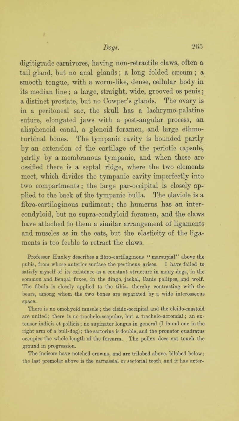 205 Dogm. cligitigrade carnivores, Laving non-retractile claws, often a tail gland, but no anal glands; a long folded caecum; a smooth tongue, with a worm-like, dense, cellular body in its median line; a large, straight, wide, grooved os penis; a distinct prostate, but no Cowper’s glands. The ovary is in a peritoneal sac, the skull has a lachrymo-palatine suture, elongated jaws with a post-angular process, an alisphenoid canal, a glenoid foramen, and large ethmo- tiu’binal bones. The tympanic cavity is bounded partly by an extension of the cartilage of the periotic capsule, partly by a membranous tympanic, and when these are ossified there is a septal ridge, where the two elements meet, which divides the tympanic cavity imperfectly into two compartments; the large par-occipital is closely ap- plied to the back of the tympanic bulla. The clavicle is a fibro-cartilaginous rudiment; the humerus has an inter- condyloid, but no supra-condyloid foramen, and the claws have attached to them a similar arrangement of ligaments and muscles as in the cats, but the elasticity of the liga- ments is too feeble to retract the claws. Professor Huxley describes a fibro-cartilaginous “marsupial” above the pubis, from whose anterior surface the pectineus arises. I have failed to satisfy myself of its existence as a constant structure in many dogs, in the common and Bengal foxes, in the dingo, jackal, Canis pallipes, and wolf. The fibula is closely applied to the tibia, thereby contrasting with the bears, among whom the two bones are separated by a wide interosseous space. There is no omohyoid muscle; the cleido-occipital and the cleido-mastoid are united; there is no trachelo-scapular, but a trachelo-acromial; an ex- tensor indicis et pollicis; no supinator longus in general (I found one in the right arm of a bull-dog); the sartorius is double, and the pronator quadratus occupies the whole length of the forearm. The pollex does not touch the ground in progression. The incisors have notched crowns, and are trilobed above, bilobed below; the last premolar above is the camassial or sectorial tooth, and it has exter-