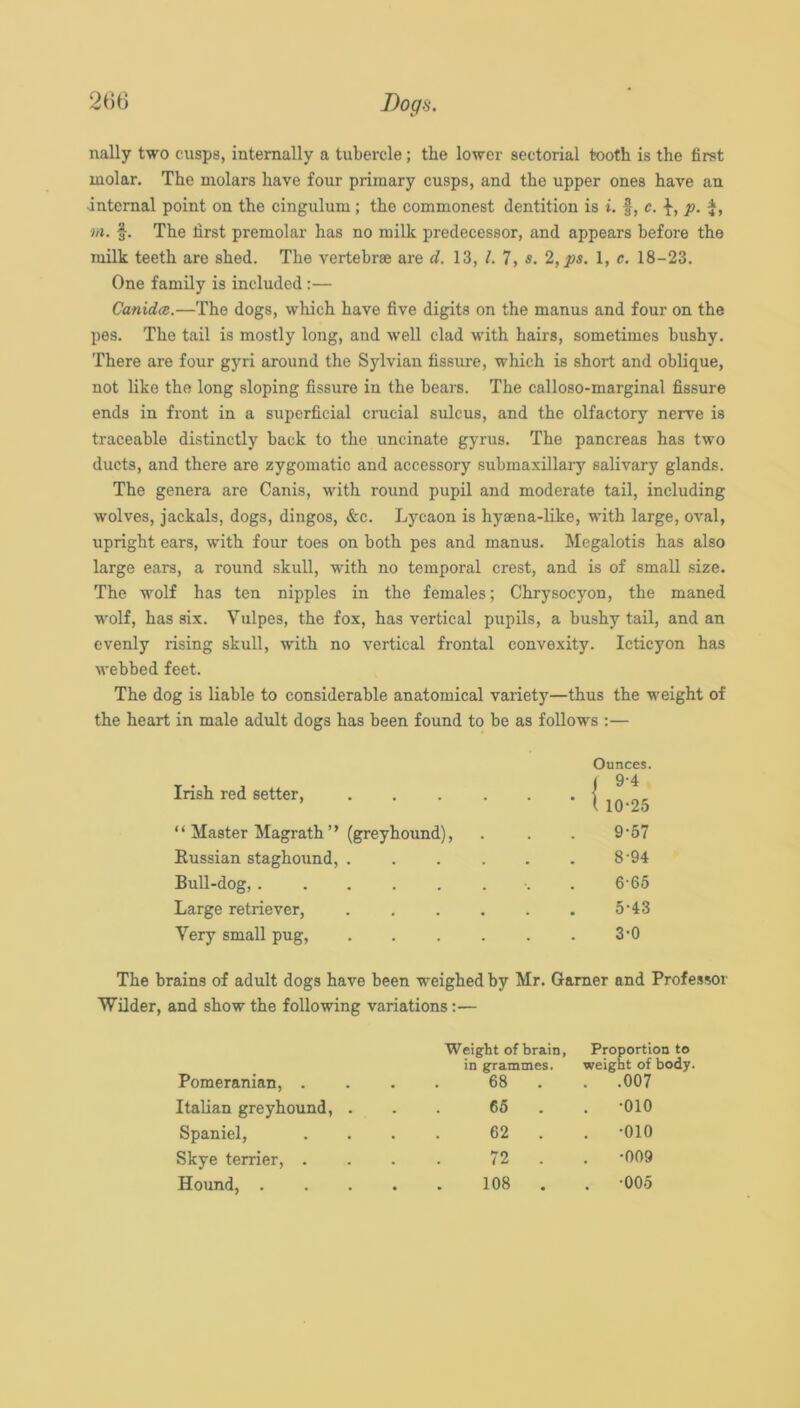 2(56 Bogs. nally two cusps, internally a tubercle; the lower sectorial tooth is the first molar. The molars have four primary cusps, and the upper ones have an internal point on the cingulum; the commonest dentition is i. f, c. p. f, m. §. The first premolar has no milk predecessor, and appears before the milk teeth are shed. The vertebrae are d. 13, 1. 7, s. 2,ps. 1, e. 18-23. One family is included :— Canida.—The dogs, which have five digits on the manus and four on the pes. The tail is mostly long, and well clad with hairs, sometimes bushy. There are four gyri around the Sylvian fissure, which is short and oblique, not like the long sloping fissure in the bears. The calloso-marginal fissure ends in front in a superficial crucial sulcus, and the olfactory nerve is traceable distinctly back to the uncinate gyrus. The pancreas has two ducts, and there are zygomatic and accessory submaxillary salivary glands. The genera are Canis, with round pupil and moderate tail, including wolves, jackals, dogs, dingos, &c. Lycaon is hyaena-like, with large, oval, upright ears, with four toes on both pes and manus. Megalotis has also large ears, a round skull, with no temporal crest, and is of small size. The wolf has ten nipples in the females; Chrysocyon, the maned wolf, has six. Vulpes, the fox, has vertical pupils, a bushy tail, and an evenly rising skull, with no vertical frontal convexity. Icticyon has webbed feet. The dog is liable to considerable anatomical variety—thus the weight of the heart in male adult dogs has been found to be as follows :— Irish red setter, “ Master Magrath” (greyhound), Russian staghound, . Bull-dog, Large retriever. Very small pug. Ounces. < 9-4 i 10-25 9-57 8-94 6-65 5-43 3-0 The brains of adult dogs have been weighed by Mr. Garner and Profe.ssor Wilder, and show the following variations:— Pomeranian, . Weight of brain, in grammes. 68 . Proportion to weight of body. . .007 Italian greyhound, . 65 . •010 Spaniel, 62 . •010 Skye terrier, . 72 . •009