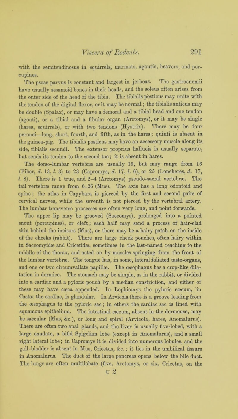witH the seniitendinosus in squirrels, marmots, agoutis, beavers, and por- cupines. The psoas parvus is constant and largest in jerboas. The gastrocnemii have usually sesamoid hones in their heads, and the soleus often arises from the outer side of the head of the tibia. The tibialis posticus may unite with the tendon of the digital flexor, or it may be normal; the tibialis anticus may be double (Spalax), or may have a femoral and a tibial head and one tendon (agouti), or a tibial and a fibular organ (Arctomys), or it may be single (hares, squirrels), or with two tendons (Hystrix). There may be four peronei—long, short, fourth, and fifth, as in the hares; quinti is absent in the guinea-pig. The tibialis posticus may have an accessory muscle along its side, tibialis secundi. The extensor proprius hallucis is usually separate, but sends its tendon to the second toe; it is absent in hares. The dorso-lumbar vertebrae are usually 19, but may range from 16 (Fiber, d. 13, 1. 3) to 23 (Capromys, d. 17, 1. 6), or 2-5 (Loncheres, d. 17, 1. 8). There is 1 true, and 2-4 (Arctom3’’s) pseudo-sacral vertebrae. The tail vertebrae range from 6-26 (Mus). The axis has a long odontoid and spine ; the atlas in Capybara is pierced by the first and second pairs of cervical nerves, while the seventh is not pierced by the vertebral artery. The lumbar transverse processes are often very long, and point forwards. The upper lip may be grooved (Saccomys), prolonged into a pointed snout (porcupines), or cleft; each half may send a process of hair-clad skin behind the incisors (Mus), or there may be a hairy patch on the inside of the cheeks (rabbit). There are large cheek pouches, often hairy within in Saccomyidse and Cricetidse, sometimes in the last-named reaching to the middle of the thorax, and acted on by muscles springing from the front of the lumbar vertebrae. The tongue has, in some, lateral foliated taste-organs, and one or two circumvallate papillae. The oesophagus has a crop-like dila- tation in dormice. The stomach may be simple, as in the rabbit, or divided into a cardiac and a pyloric pouch by a median constriction, and either of these may have caeca appended. In Lophiomys the pyloric caecum, 'in Castor the cardiac, is glandular. In Arvicola there is a groove leading from the oesophagus to the pyloric sac; in others the cardiac sac is lined with squamous epithelium. The intestinal caecum, absent in the dormouse, may be saccular (Mus, &c.), or long and spiral (Arvicola, hares, Anomalurus). There are often two anal glands, and the liver is usually five-lobed, with a large caudate, a bifid Spigelian lobe (except in Anomalurus), and a small right lateral lobe; in Capromys it is divided into numerous lobules, and the gall-bladder is absent in Mus, Cricetus, &c.; it lies in the umbilical fissure in Anomalurus. The duct of the large pancreas opens below the bile duct. The lungs are often multilobate (five, Arctomj^s, or six, Cricetus, on the u 2