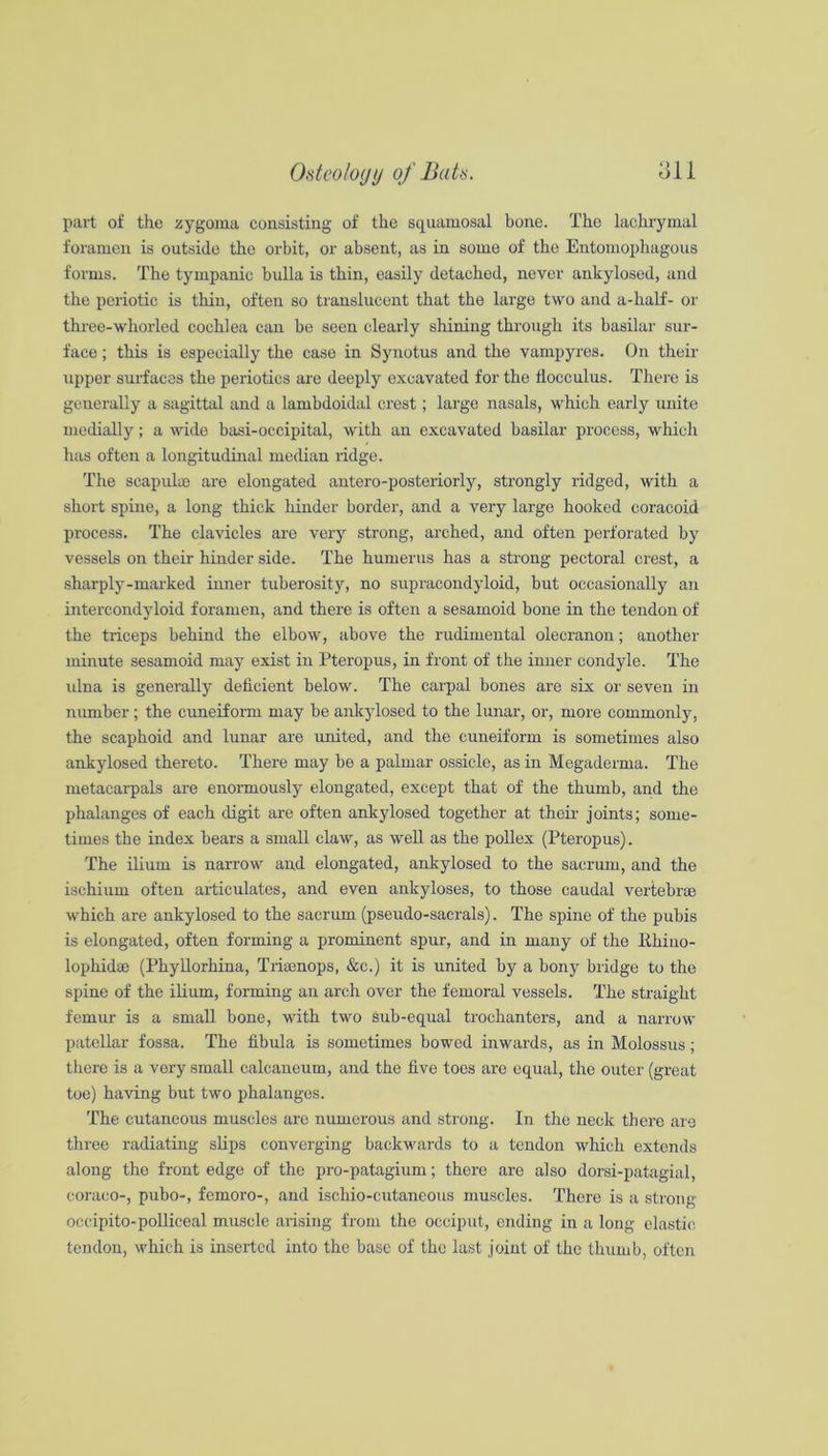 Odcoloijy of Bats. part of the zygoma consisting of the squamosal bone. The lachrymal foramen is outside the orbit, or absent, as in some of the Entomophagous forms. The tympanic bulla is thin, easily detached, never ankylosed, and the periotic is thin, often so translucent that the large two and a-half- or thi'ee-whorled cochlea can be seen clearly shining through its basilar sur- face ; this is especially the case in Synotus and the vampyres. On their upper surfaces the periotics are deeply excavated for the flocculus. There is generally a sagittal and a lambdoidal crest; large nasals, which early unite medially; a wide basi-occipital, with an excavated basilar process, which has often a longitudinal median ridge. The scapulae are elongated antero-posteriorly, strongly ridged, with a short spine, a long thick hinder border, and a very large hooked coracoid process. The clavicles are very strong, arched, and often perforated by vessels on their hinder side. The humerus has a strong pectoral crest, a sharply-marked inner tuberosity, no supracondyloid, but occasionally an intercondyloid foramen, and there is often a sesamoid bone in the tendon of the triceps behind the elbow, above the rudimental olecranon; another minute sesamoid may exist in Pteropus, in front of the imier condyle. The idna is generally deficient below. The carpal bones are six or seven in number; the cxmeifoim may be ankylosed to the lunar, or, more commonly, the scaphoid and lunar are nnited, and the cuneiform is sometimes also ankylosed thereto. There may be a palmar ossicle, as in Megadeima. The metacarpals are enoimously elongated, except that of the thumb, and the phalanges of each digit are often ankylosed together at theii- joints; some- times the index bears a small claw, as well as the pollex (Pteropus). The ilium is narrow and elongated, ankylosed to the sacrum, and the ischium often articulates, and even ankyloses, to those caudal vertebrae which are ankylosed to the sacrum (pseudo-sacrals). The spine of the pubis is elongated, often forming a prominent spur, and in many of the Ehino- lophidae (PhyUorhina, Tria3nops, &c.) it is united by a bony bridge to the spine of the ilium, forming an arch over the femoral vessels. The straight femur is a small bone, with two Sub-equal trochanters, and a narrow patellar fossa. The fibula is sometimes bowed inwards, as in Molossus; there is a very small calcaneum, and the five toes are equal, the outer (great toe) having but two phalanges. The cutaneous muscles are numerous and strong. In the neck there aio three radiating slips converging backwards to a tendon which extends along the front edge of the pro-patagium; there are also dorsi-patagial, coraco-, pubo-, femoro-, and ischio-cutaneous muscles. There is a strong occipito-polliceal muscle arising from the occiput, ending in a long clastic tendon, which is inserted into the base of the last joint of the thumb, often