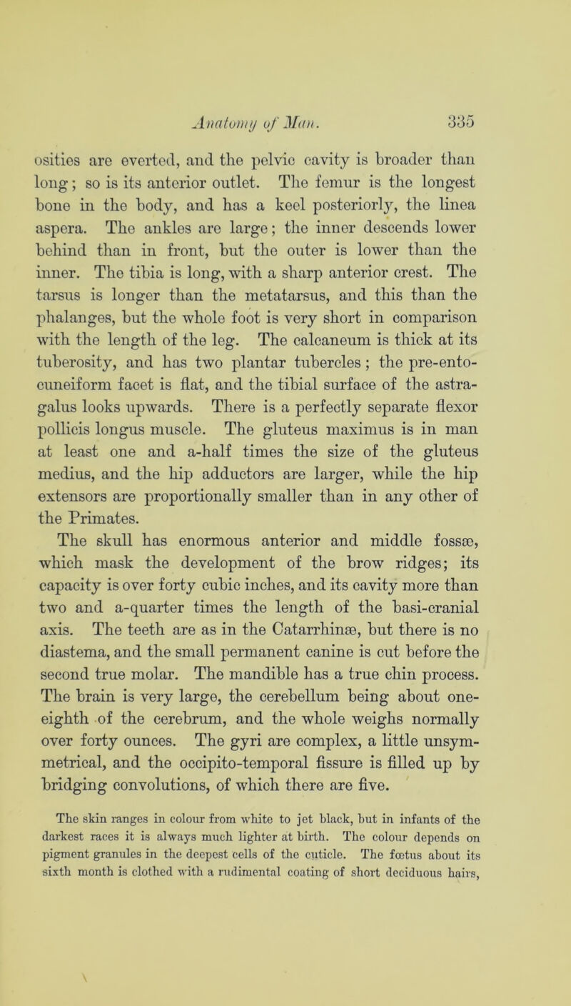 usities are evertocl, and the pelvic cavity is broader than long; so is its anterior outlet. Tlie femur is the longest bone in the body, and has a keel posteriorly, the linea aspera. The ankles are large; the inner descends lower behind than in front, but the outer is lower than the inner. The tibia is long, with a sharp anterior crest. The tarsus is longer than the metatarsus, and this than the phalanges, but the whole foot is very short in comparison with the length of the leg. The calcaneum is thick at its tuberosity, and has two plantar tubercles; the pre-ento- cuneiform facet is flat, and the tibial surface of the astra- galus looks upwards. There is a perfectly separate flexor pollicis longus muscle. The gluteus maximus is in man at least one and a-half times the size of the gluteus medius, and the hip adductors are larger, while the hip extensors are proportionally smaller than in any other of the Primates. The skull has enormous anterior and middle fossae, which mask the development of the brow ridges; its capacity is over forty cubic inches, and its cavity more than two and a-quarter times the length of the basi-cranial axis. The teeth are as in the Catarrhinse, but there is no diastema, and the small permanent canine is cut before the second true molar. The mandible has a true chin process. The brain is very large, the cerebellum being about one- eighth of the cerebrum, and the whole weighs normally over forty ounces. The gyri are complex, a little unsym- metrical, and the occipito-temporal fissure is filled up by bridging convolutions, of which there are five. The skin ranges in colour from white to jet black, hut in infants of the darkest races it is always much lighter at birth. The colour depends on pigment granules in the deepest cells of the cuticle. The foetus about its si.xth month is clothed with a rudimental coating of short deciduous hairs,