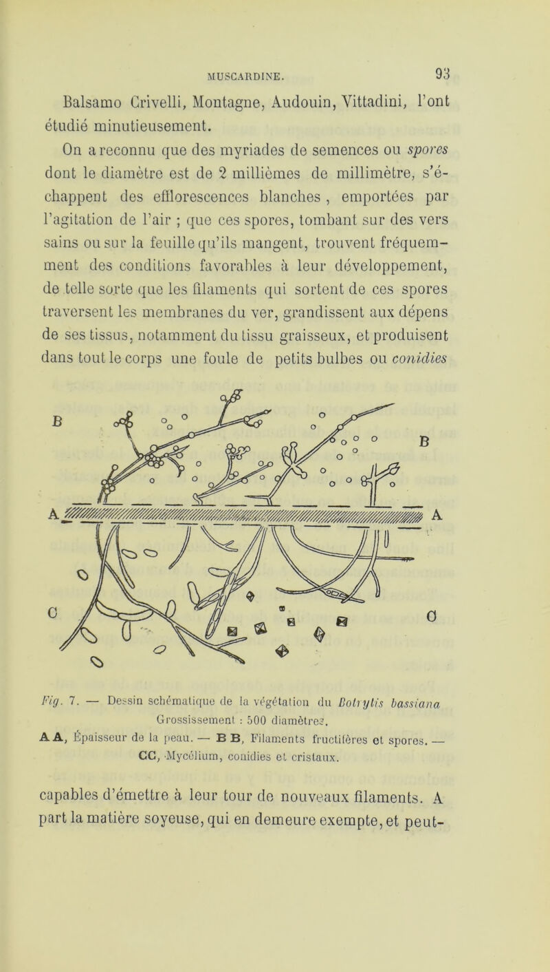 Balsamo Crivelli, Montagne, Audouin, Yittadini, l’ont étudié minutieusement. On a reconnu que des myriades de semences ou spores dont le diamètre est de 2 millièmes de millimètre, s’é- chappent des efflorescences blanches , emportées par l’agitation de l’air ; que ces spores, tombant sur des vers sains ou sur la feuille qu’ils mangent, trouvent fréquem- ment des conditions favorables à leur développement, de telle sorte que les filaments qui sortent de ces spores traversent les membranes du ver, grandissent aux dépens de ses tissus, notamment du tissu graisseux, et produisent dans tout le corps une foule de petits bulbes ou conidies Fig. 7. — Dessin schématique de la végétation du Bolrylis bassiana Grossissement : 500 diamètres. AA, Épaisseur de la peau. — B B, Filaments fructifères et spores. — CG, Mycélium, conidies et cristaux. capables d’émettre à leur tour de nouveaux filaments. A part la matière soyeuse, qui en demeure exempte, et peut-