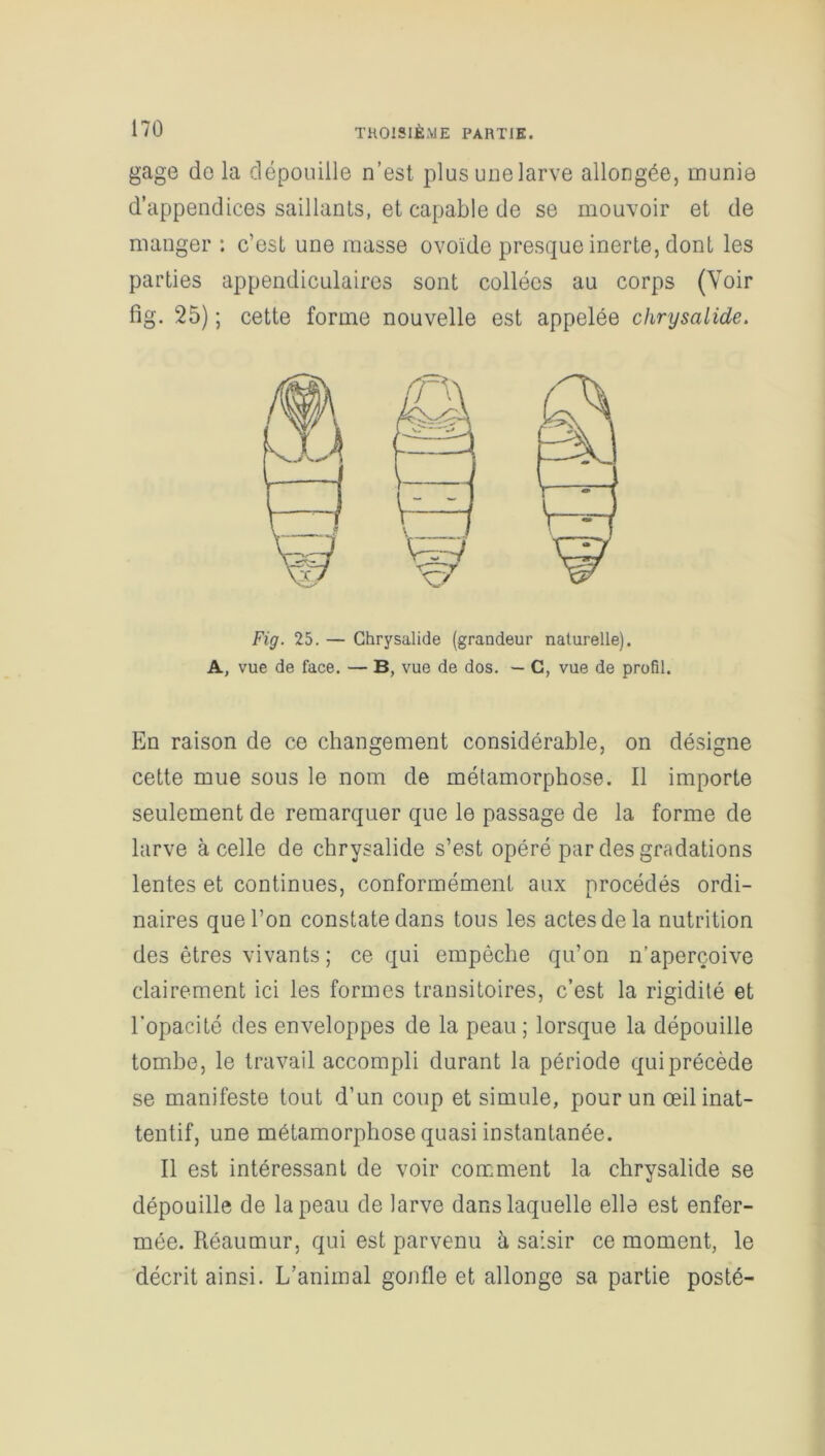 gage de la dépouille n’est plus une larve allongée, munie d’appendices saillants, et capable de se mouvoir et de manger : c’est une masse ovoïde presque inerte, dont les parties appendiculaires sont collées au corps (Voir fîg. 25) ; cette forme nouvelle est appelée chrysalide. Fig. 25. — Chrysalide (grandeur naturelle). A, vue de face. — B, vue de dos. — C, vue de profil. En raison de ce changement considérable, on désigne cette mue sous le nom de métamorphose. Il importe seulement de remarquer que le passage de la forme de larve à celle de chrysalide s’est opéré par des gradations lentes et continues, conformément aux procédés ordi- naires que l’on constate dans tous les actes de la nutrition des êtres vivants ; ce qui empêche qu’on n’aperçoive clairement ici les formes transitoires, c’est la rigidité et l’opacité des enveloppes de la peau ; lorsque la dépouille tombe, le travail accompli durant la période qui précède se manifeste tout d’un coup et simule, pour un œil inat- tentif, une métamorphose quasi instantanée. Il est intéressant de voir comment la chrysalide se dépouille de la peau de larve dans laquelle elle est enfer- mée. Réaumur, qui est parvenu à saisir ce moment, le décrit ainsi. L’animal gonfle et allonge sa partie posté-