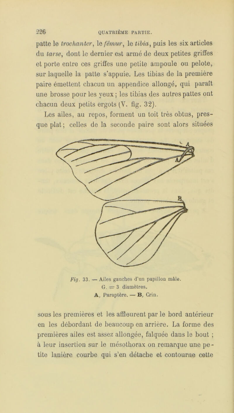 patte le trochanter, le fémur, le tibia, puis les six articles du tarse, dont le dernier est armé de deux petites griffes et porte entre ces griffes une petite ampoule ou pelote, sur laquelle la patte s’appuie. Les tibias de la première paire émettent chacun un appendice allongé, qui paraît une brosse pour les yeux; les tibias des autres pattes ont chacun deux petits ergots (Y. fig. 32). Les ailes, au repos, forment un toit très obtus, pres- que plat; celles de la seconde paire sont alors situées Fig. 33. —Ailes gauches d’un papillou mâle. G. — 3 diamètres. A, Paraptère. — B, Crin. sous les premières et les affleurent par le bord antérieur en les débordant de beaucoup en arrière. La forme des premières ailes est assez allongée, falquée dans le bout ; à leur insertion sur le mésothorax on remarque une pe - tite lanière courbe qui s’en détache et contourne cette