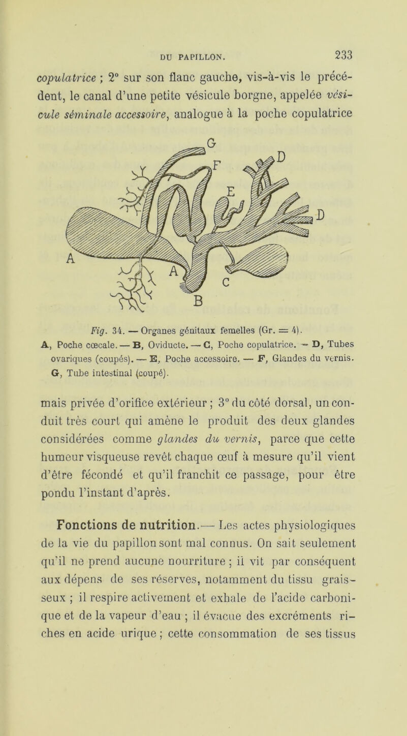 copulatrice ; 2° sur son flanc gauche, vis-à-vis le précé- dent, le canal d’une petite vésicule borgne, appelée vési- cule séminale accessoire, analogue à la poche copulatrice D Fig. 34. — Organes génitaux femelles (Gr. = 4). A, Poche cœcale. — B, Oviducte.—C, Poche copulatrice. — D, Tubes ovariques (coupés). — E, Poche accessoire. — F, Glandes du vernis. G, Tube intestinal (coupé). mais privée d’orifice extérieur; 3° du côté dorsal, un con- duit très court qui amène le produit des deux glandes considérées comme glandes du vernis, parce que cette humeur visqueuse revêt chaque œuf à mesure qu’il vient d’être fécondé et qu’il franchit ce passage, pour être pondu l’instant d’après. Fonctions de nutrition.— Les actes physiologiques de la vie du papillon sont mal connus. On sait seulement qu’il ne prend aucune nourriture ; il vit par conséquent aux dépens de ses réserves, notamment du tissu grais- seux ; il respire activement et exhale de l’acide carboni- que et de la vapeur d’eau ; il évacue des excréments ri- ches en acide urique ; cette consommation de ses tissus