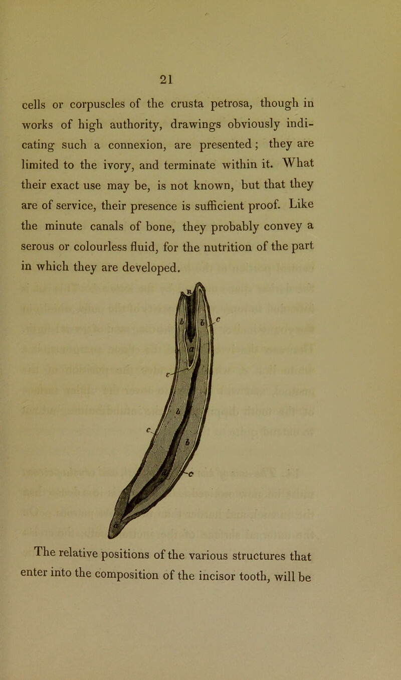 cells or corpuscles of the crusta petrosa, though in works of high authority, drawings obviously indi- cating such a connexion, are presented; they are limited to the ivory, and terminate within it. What their exact use may be, is not known, but that they are of service, their presence is sufficient proof. Like the minute canals of bone, they probably convey a serous or colourless fluid, for the nutrition of the part in which they are developed. The relative positions of the various structures that enter into the composition of the incisor tooth, will be