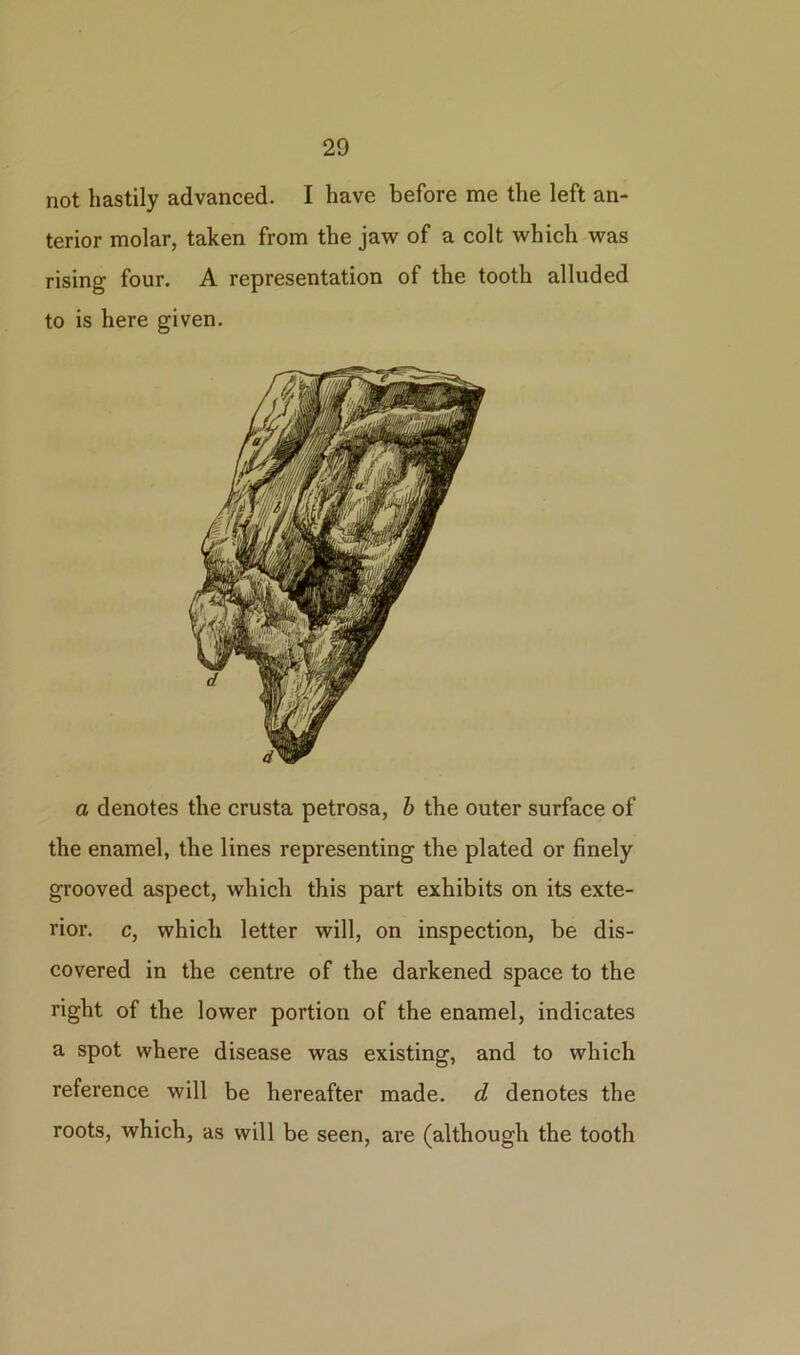 not hastily advanced. I have before me the left an- terior molar, taken from the jaw of a colt which was rising four. A representation of the tooth alluded to is here given. a denotes the crusta petrosa, b the outer surface of the enamel, the lines representing the plated or finely grooved aspect, which this part exhibits on its exte- rior. c, which letter will, on inspection, be dis- covered in the centre of the darkened space to the right of the lower portion of the enamel, indicates a spot where disease was existing, and to which reference will be hereafter made, d denotes the roots, which, as will be seen, are (although the tooth