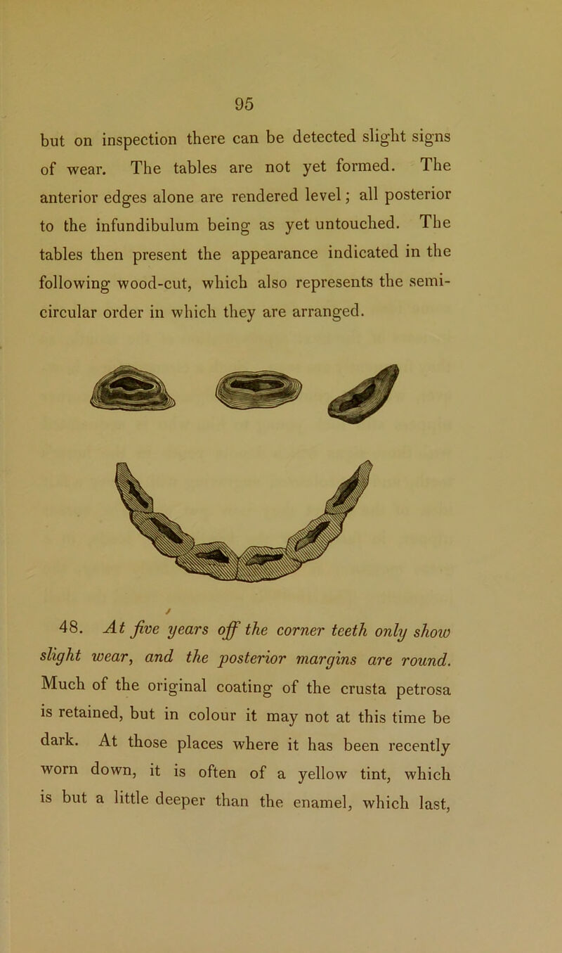 95 but on inspection there can be detected slight signs of wear. The tables are not yet formed. The anterior edges alone are rendered level; all posterior to the infundibulum being as yet untouched. The tables then present the appearance indicated in the following wood-cut, which also represents the semi- circular order in which they are arranged. 48. At five years ofiF the corner teeth only show slight wear, and the posterior margins are round. Much of the original coating of the crusta petrosa is retained, but in colour it may not at this time be dark. At those places where it has been recently worn down, it is often of a yellow tint, which is but a little deeper than the enamel, which last,