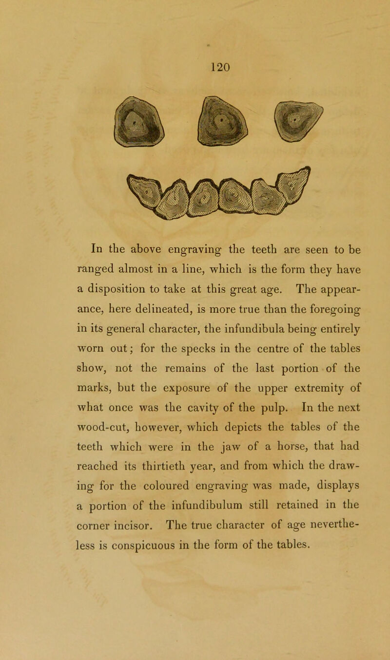 In the above engraving the teeth are seen to be ranged almost in a line, which is the form they have a disposition to take at this great age. The appear- ance, here delineated, is more true than the foregoing in its general character, the infundibula being entirely worn out; for the specks in the centre of the tables show, not the remains of the last portion of the marks, but the exposure of the upper extremity of what once was the cavity of the pulp. In the next wood-cut, however, which depicts the tables of the teeth which were in the jaw of a horse, that had reached its thirtieth year, and from which the draw- ing for the coloured engraving was made, displays a portion of the infundibulum still retained in the corner incisor. The true character of age neverthe- less is conspicuous in the form of the tables.