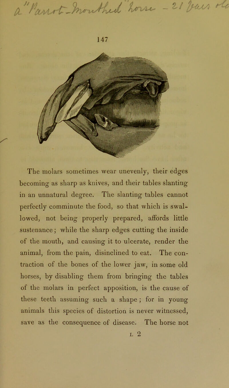 ll'ttruu. - rU 147 The molars sometimes wear unevenly, their edges becoming as sharp as knives, and their tables slanting in an unnatural degree. The slanting tables cannot perfectly comminute the food, so that which is swal- lowed, not being properly prepared, affords little sustenance; while the sharp edges cutting the inside of the mouth, and causing it to ulcerate, render the animal, from the pain, disinclined to eat. The con- traction of the bones of the lower jaw, in some old horses, by disabling them from bringing the tables of the molars in perfect apposition, is the cause of these teeth assuming such a shape ; for in young animals this species of distortion is never witnessed, save as the consequence of disease. The horse not