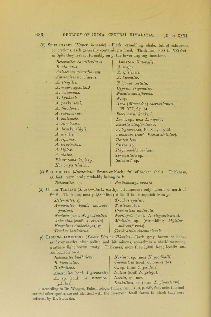 (k) Spiti shales (Upper jurassic).—Black, crumbling shale, full of calcareous concretions, each generally containing a fossil. Thickness, 300 to 500 feet; in Spiti they rest conformably on g, the lower Tagling limestone. Belemnites canaliculatus. Astarte unilateralis. B. clavutus. Anisoceras gerardianum. Ammonites acucinctus. • A. strigilis. A. macrocephalus.1 A. octagonus. A. hyphasis. A. parkinsoni. A. theodorii. A. sabineanus. A. spitiensis. A. curvicosta. A. braikenridgii. A. nivalis. A. liparus. A. triplicatus. A. biplex. A. alatus. Bleurotomaria, 2 sp. Homomya tibetica. A. major. A. spitiensis. A. hiemalis. Trigonia costata. Cyprina trigonalis. Nucula cuneiformis. N. sp. Area (Macrodon) egertonianum, PI. XII, fig. 14. Lnoceramus hookeri. Lima, sp., near L. rigida. Aucella blanfordiana. A. leguminosa, PI. XII, fig. 15. Amusium (conf. Pecten stolidus). Pecten lens. Ostrea, sp. Rhynconella varians. Terebratula sp. Salenia ? sp. (i) Shalt slates (Jurassic).—Brown or black ; full of broken shells. Thickness, 50 feet; very local; probably belong to k. Belemnites, sp. | Posidonomya ornata. (h) Upper Tagling (Lias).—Dark, earthy, bituminous; only described north of Spiti. Thickness, nearly 1,000 feet; difficult to distinguish from g. Belemnites, sp. Trochus epulus. Ammonites (conf. macroce- phalus). Nerinea (conf. N. goodhalii). Acteonina (conf. A. cincta). Bitcyclw (Amberleya), sp. Trochus latilabrus. T. attenuatus. Chemnilzia undulata. Neritopsis (conf. N. elegantissima). Modiolo, sp. (resembling Mytilus subreniformis). Terebratula sinemuriensis. g) Tagling limestone (Lower Lias or lihectic).—Dark grey, brown or black, sandy or earthy, often oolitic and bituminous, sometimes a shell-limestone; weathers light brown, rusty. Thickness, more than 1,000 feet; locally un- conformable on e. Belemnites hudliaicus. B. bisulcutus. B. tibeticus. Ammonites (conf. A.germanii). A., sp. (conf. A. macroce- phalus). Nerinea, sp. (near N. goodhalii). Chemnitsia (conf. C. coarctata). C., sp. (near C. phidias). Natica (conf. N. pelops). Nerita, sp., nov. Dentalium, sp. (near D. giganteum). 1 According to Dr. Waagen, Palaxmtologia Indica, Scr. IX, 3, p. 237, foot-note, this and several other species are not identical with the European fossil forms to which they were referred by Dr. Stoliczka.