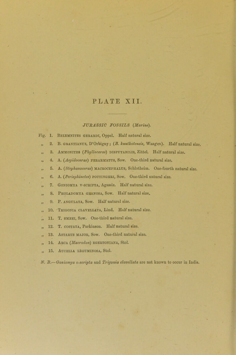 JURASSIC FOSSILS (Marine). Fig. 1. Beiemnites GEEAEDI, Oppel. Half natural size. „ 2. B. G« anti anus, D’Orbigny; (B. Jcuntlcotensis, Waagen). Half natural size. „ 3. Aseuonites (Phylloceras) disputabilis, Zittel. Half natural size. ., 4. A. (Aspidoceras) peeaeatattjs. Sow. One-tbird natural size. „ 5. A. (Stephanoceras) mackocephalus, Schlotheim. One-fourtb natural size. „ 6. A. (Perisphinctes) pottingeri, Sow. One-third natural size. „ 7. Goniomya t-sceipta, Agassiz. Half natural size. „ 8. Pholadomya geanosa, Sow. Half natural size. „ 9. P. ANGULATA, Sow. Half natural size. „ 10. Teigonia cIiAyellata, Lind. Half natural size. „ 11. T. ssieei, Sow. One-third natural size. „ 12. T. costata, Parkinson. Half natural size. „ 13. Astaete majoe, Sow. One-third natural size. „ 14. Aeca (Macrodon) egeetoniana, Stol. „ 15. Auoella leguminosa, Stol. Ar. B.— Goniomya v-scripla and Trigonia clavellata are not known to occur in India.