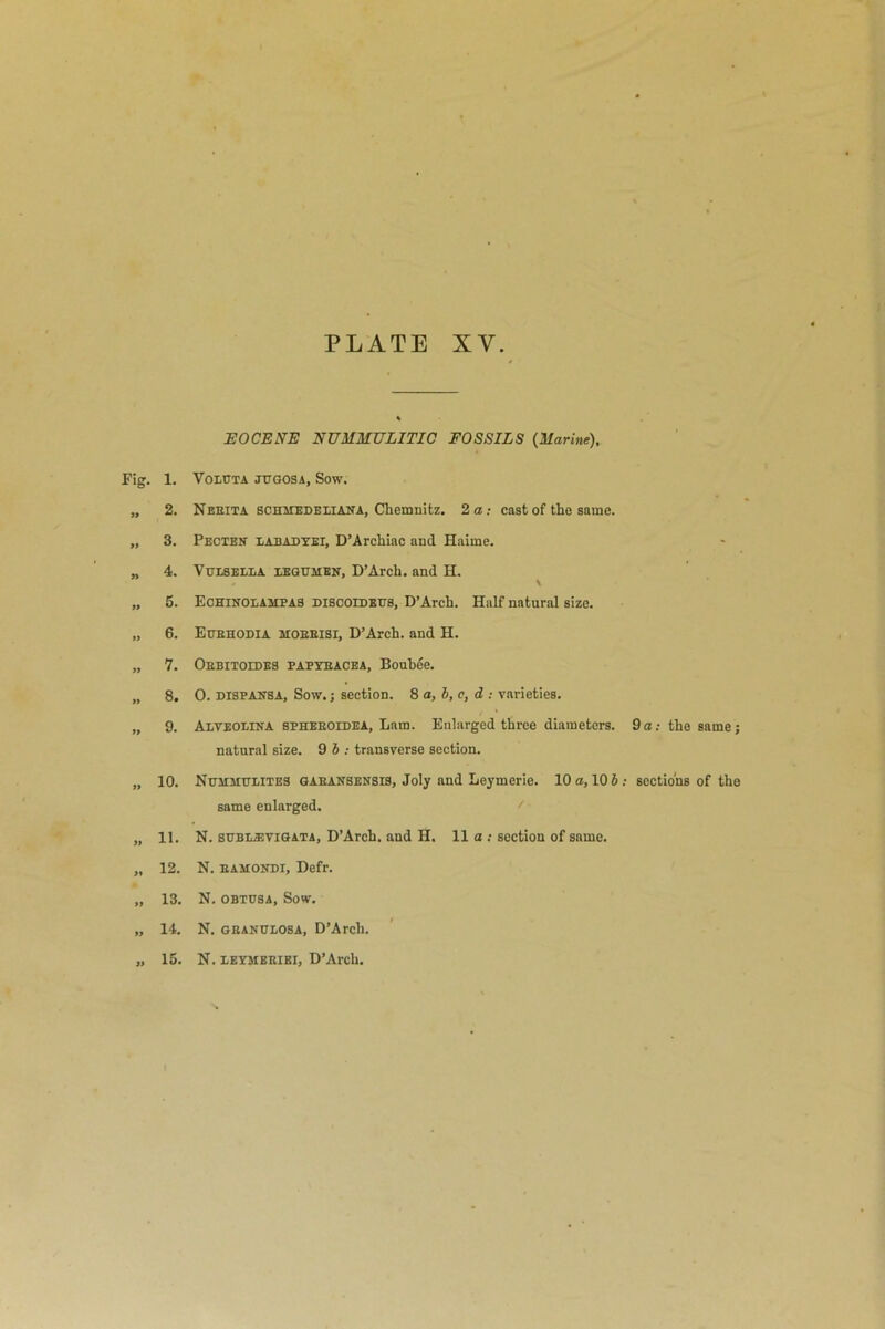 PLATE XY Fig. 1. » » » > 5 » » 3. 4. 5. 6. 7. 8. » 9. » 10. )» 11. )• 12. >> 13. » 14. 15. EOCENE NUMMULITIC FOSSILS (Marine), VOLCTA JUGOSA, Sow. Neexta scmrEDEHANA, Chemnitz. 2a; cast of the same. Pecten xabadyei, D’Archiac and Haime. Vttxsexla LEGUSIEE, D’Arch. and H. \ EchinolampaS disooidexjs, D’Arch. Half natural size. Exjehodia moeeisi, D’Arch. and H. Oebitoides papyeacea, Boubee. 0. dispansa, Sow.; section. 8 a, b, c, d : varieties. Alveoeina spheeoidea, Lam. Enlarged three diameters. 9a; the same; natural size. 9 b : transverse section. NxrMixtrLiTES gaeansensis, Joly and Leymerie. 10 a, 10 6; sections of the same enlarged. N. subixevigata, D’Arch. and H. 11 a : section of same. N. eamondi, Defr. N. obxusa, Sow. N. geanulosa, D’Arch. N. xeymeeiei, D’Arch.