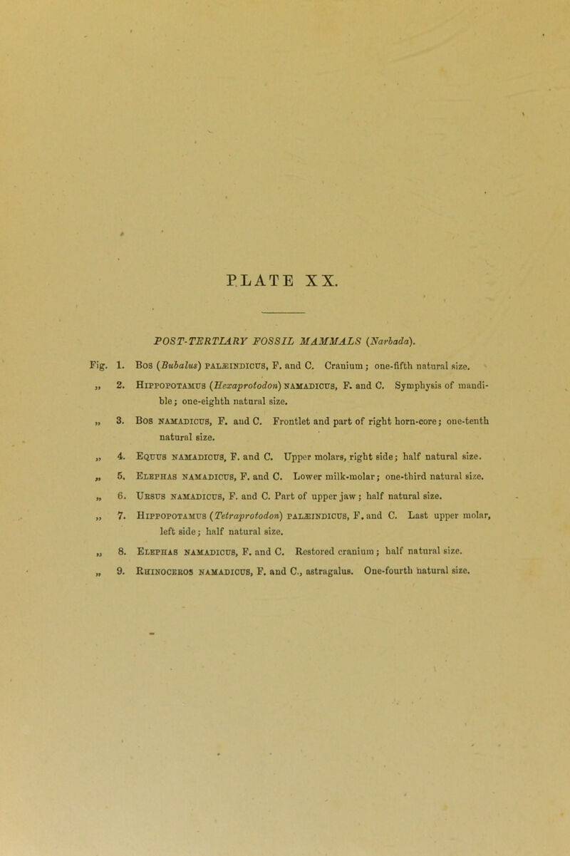 POST-TERTLiRY FOSSIL MAMMALS (Narbada). Fig. 1. Bos ( Bubalus) palieindicus, F. and C. Cranium ; one-fifth natural size. „ 2. Hippopotamus (Hexaprotodon) namadicus, F. and C. Symphysis of mandi- ble ; one-eighth natural size. „ 3. Bos namadicus, F. and C. Frontlet and part of right horn-core; one-tenth natural size. „ 4. Equus namadicus, F. and C. Upper molars, right side; half natural size. „ 5. Elephas namadicus, F. and C. Lower milk-molar; one-third natural size. „ 6. Ubsus namadicus, F. and C. Part of upper jaw; half natural size. „ 7. Hippopotamus (Tetraprotodon) palasindicus, F. and C. Last upper molar, left side; half natural size. „ 8. Elephas namadicus, F. and C. Restored cranium ; half natural size. „ 9. Rhinoceros namadicus, F. and C., astragalus. One-fourth hatural size.
