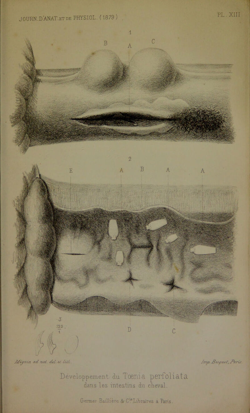 JOURN.DANAT.etde PHYSIOL. ( 1879 ) PL. XIII 2 Adtjrnrn ad nat. dti. U A//. Développement du Toeirid peT’foliâtcL dans les intestins du cheval. /mf). Jïccyut/, jParù.